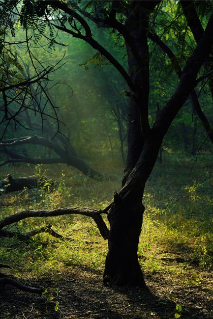 nature_01_35771810.jpg