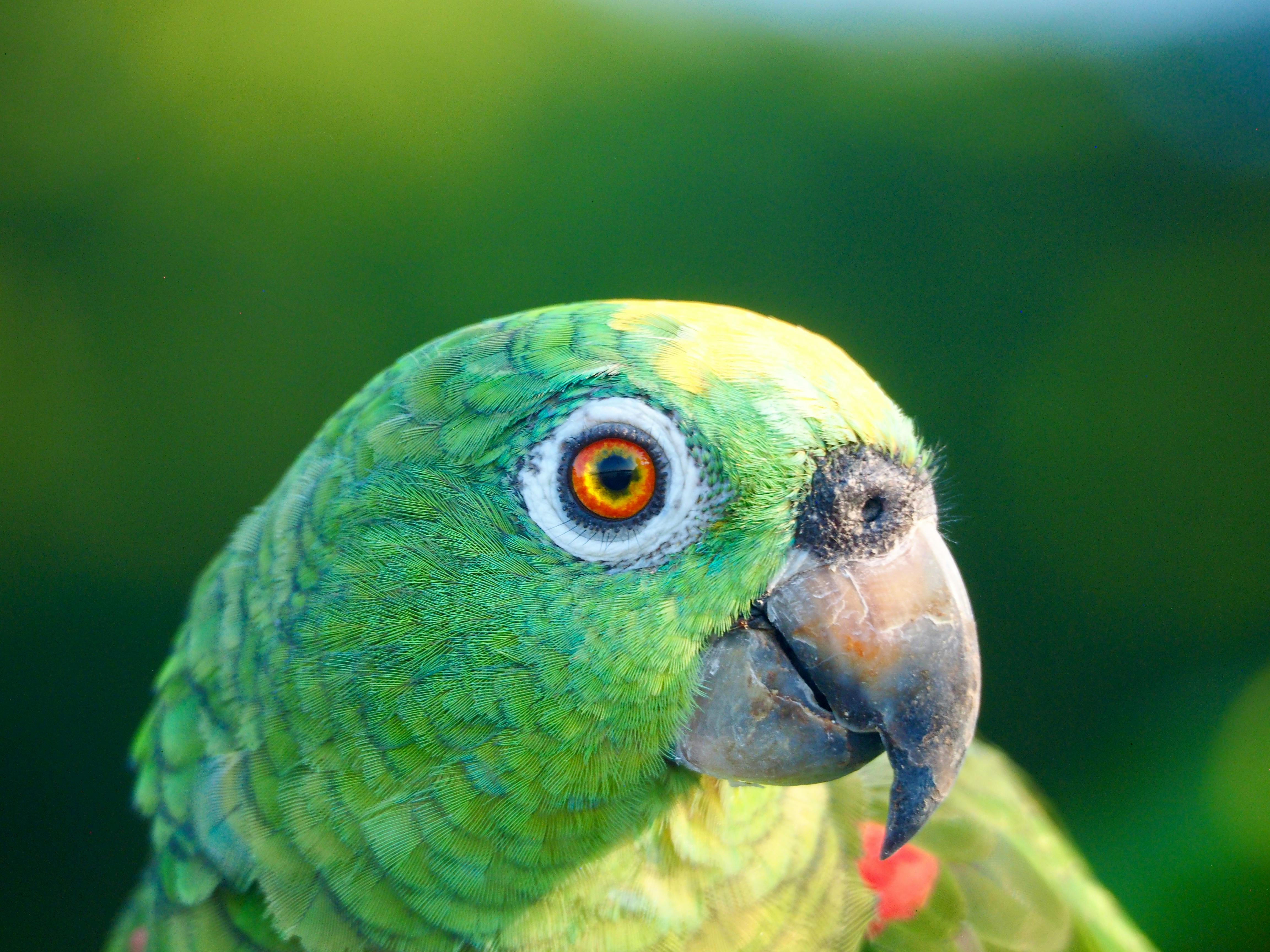 bird_28_36020695.jpg