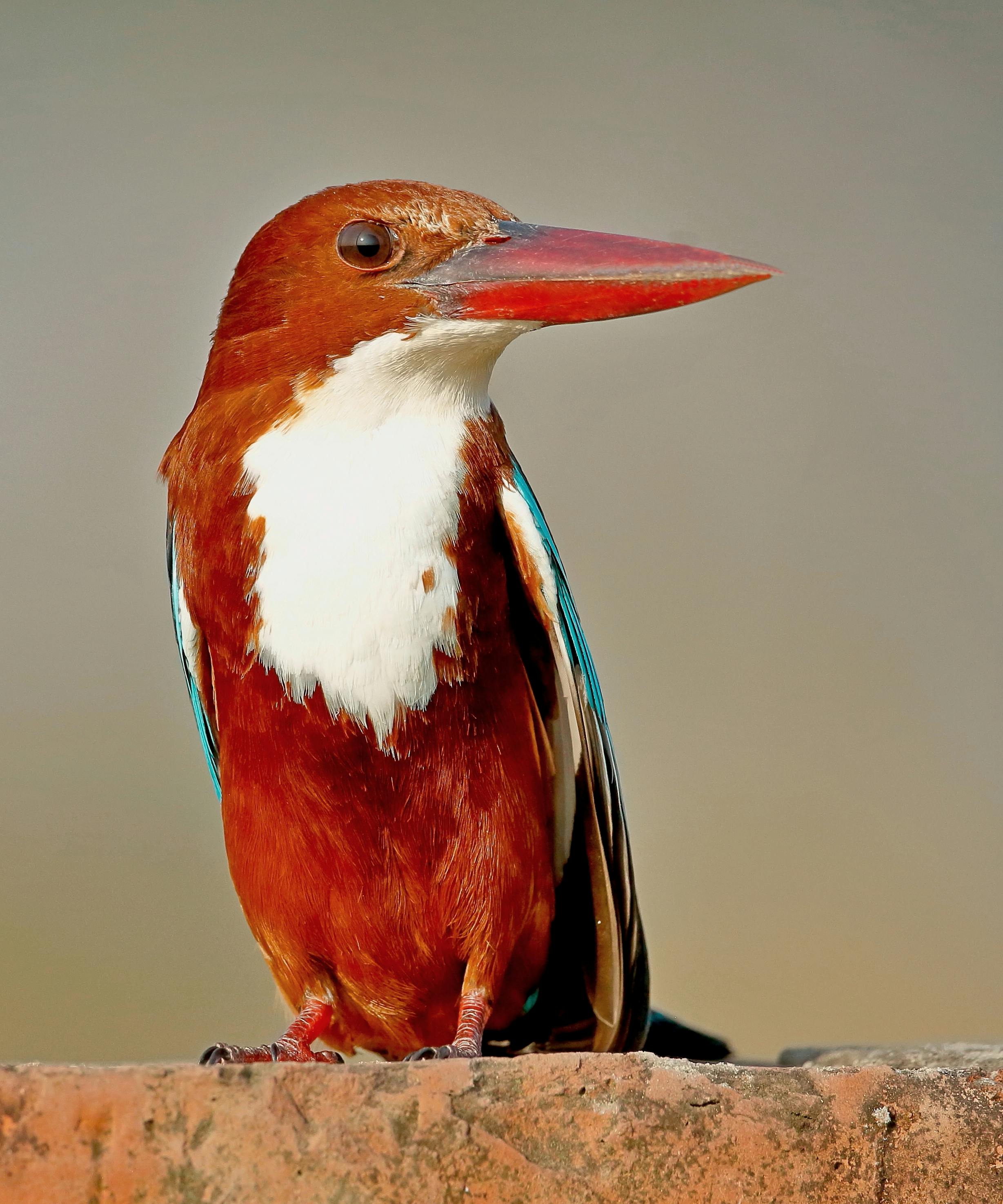 bird_20_10871132.jpg