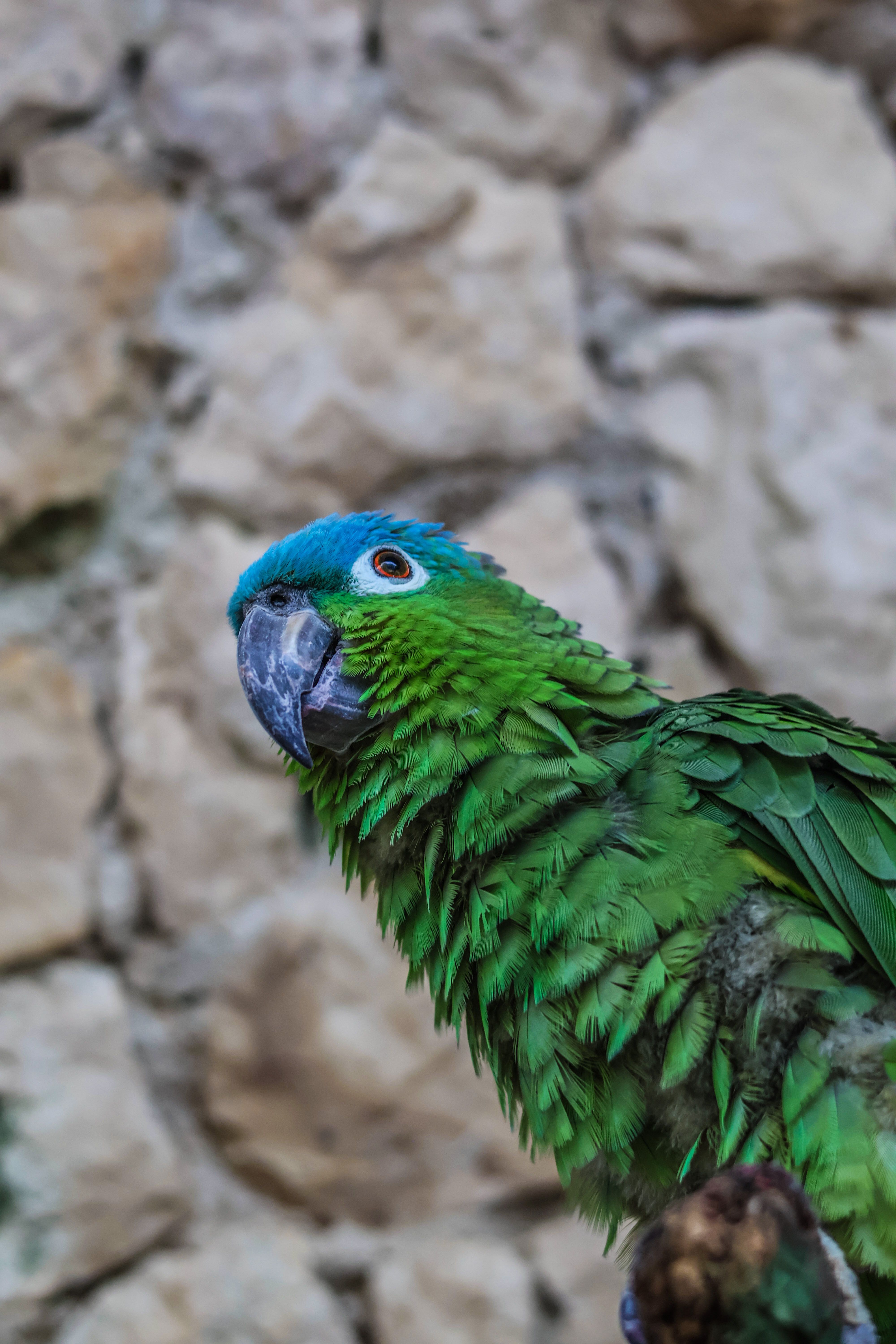 bird_23_19603682.jpg