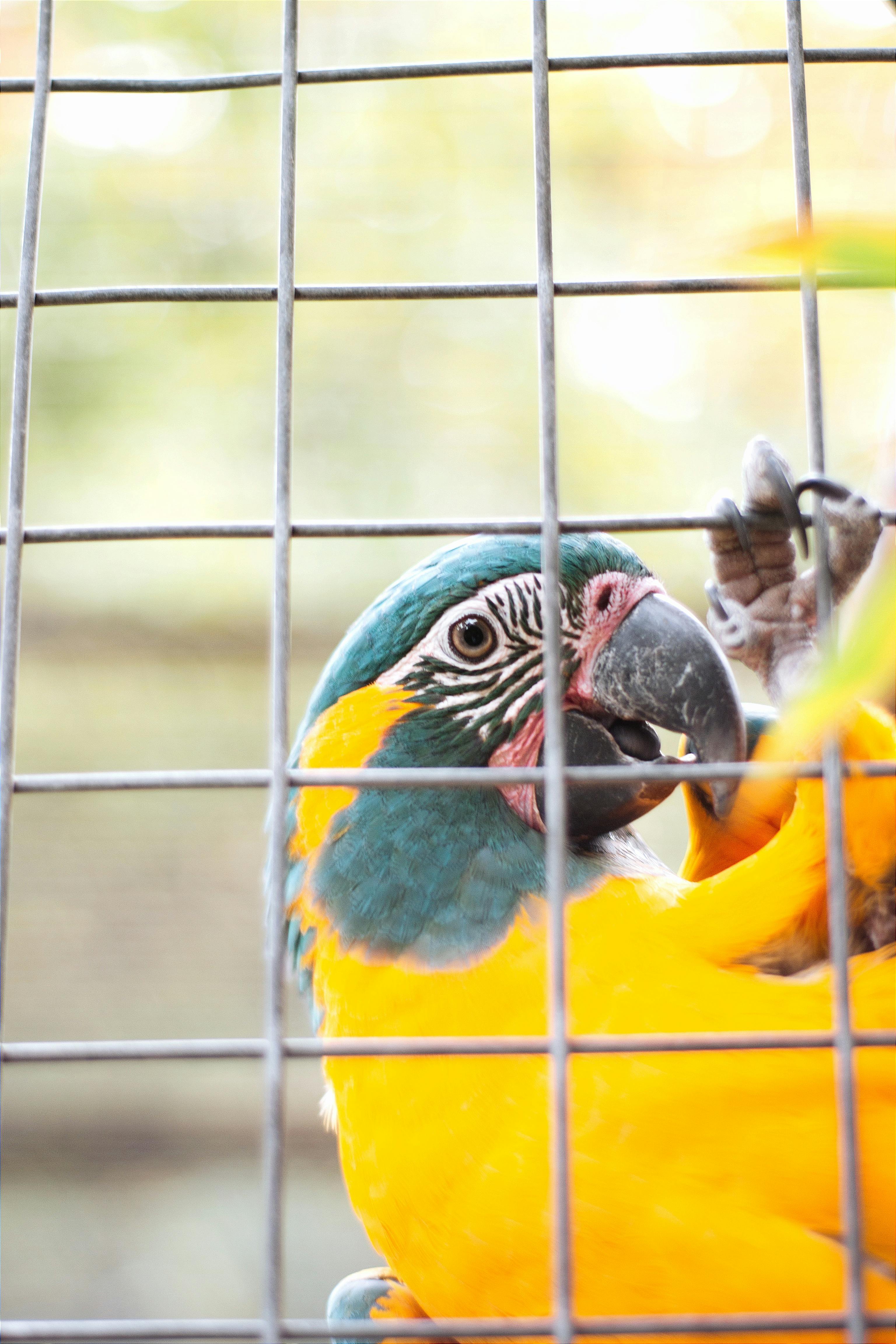 bird_22_18852735.jpg