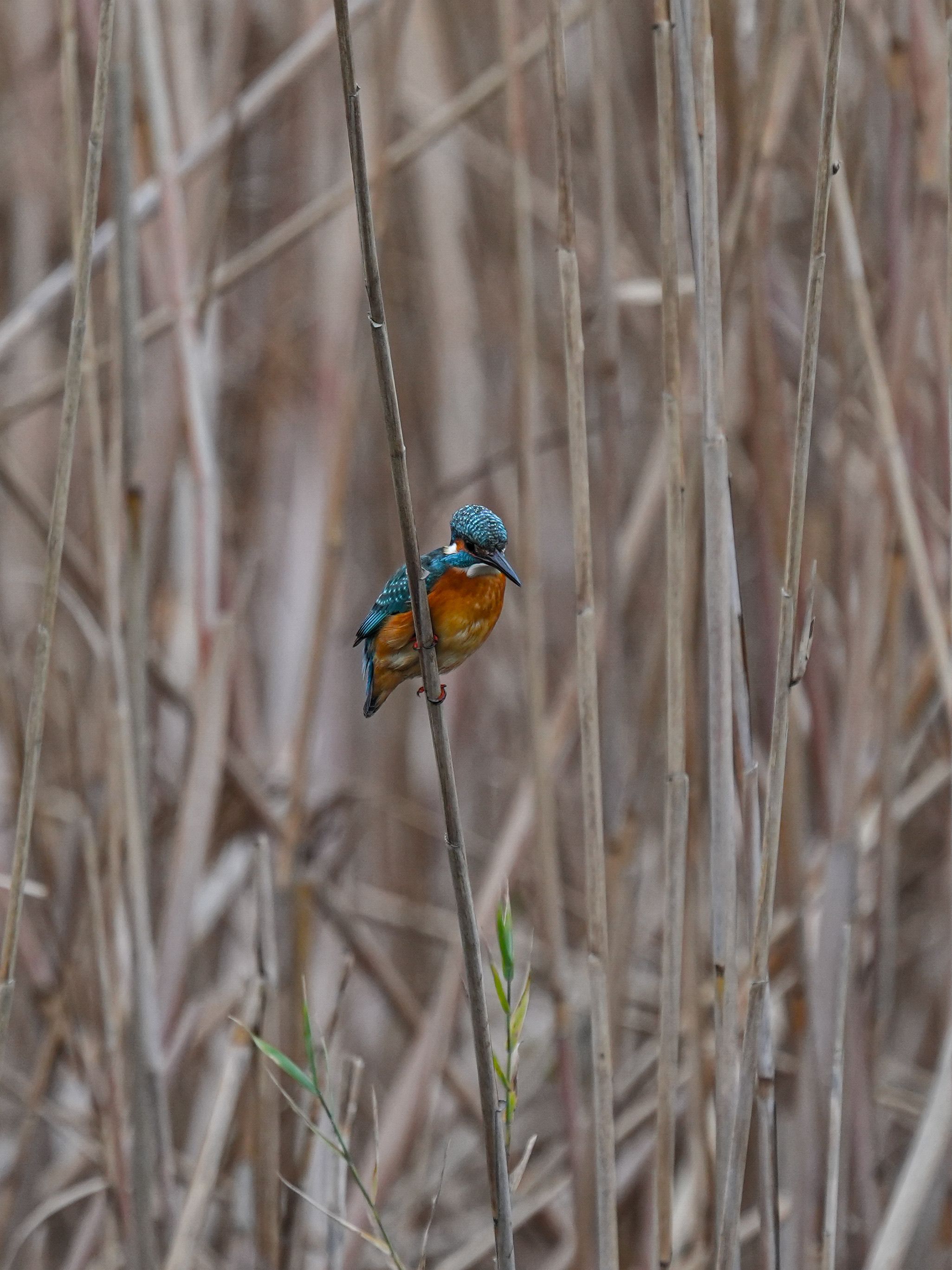 bird_08_19841417.jpg