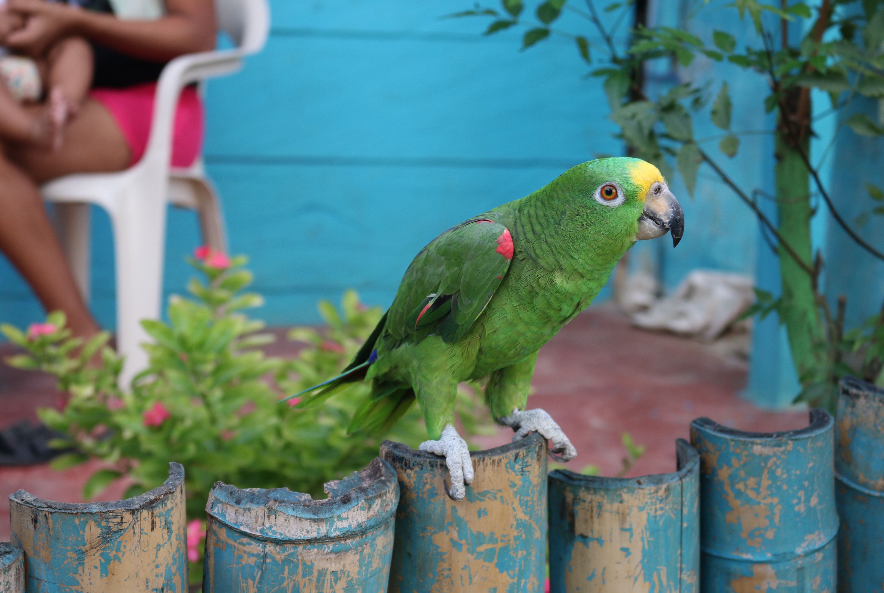 bird_21_14413302.jpg