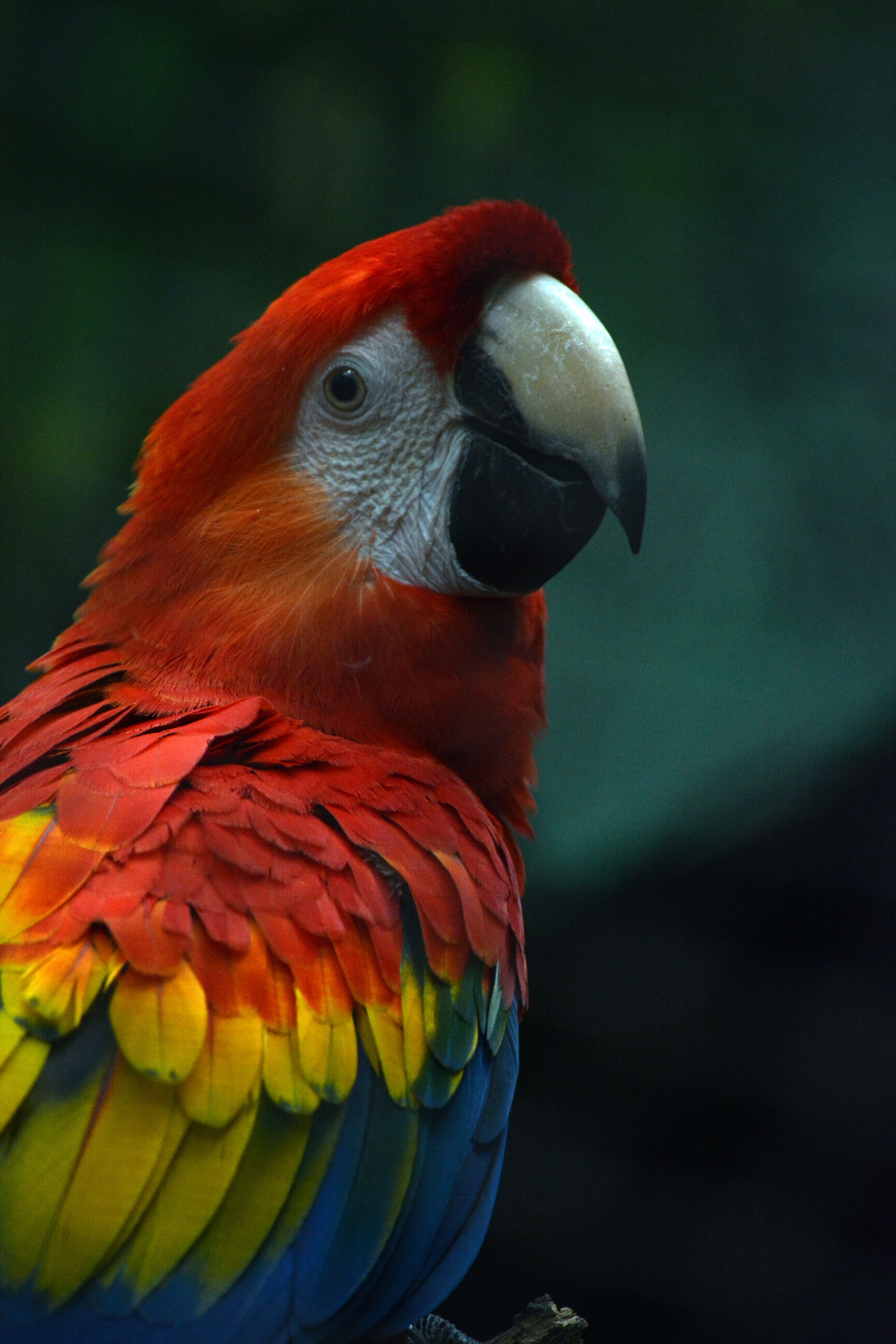 bird_26_30409486.jpg