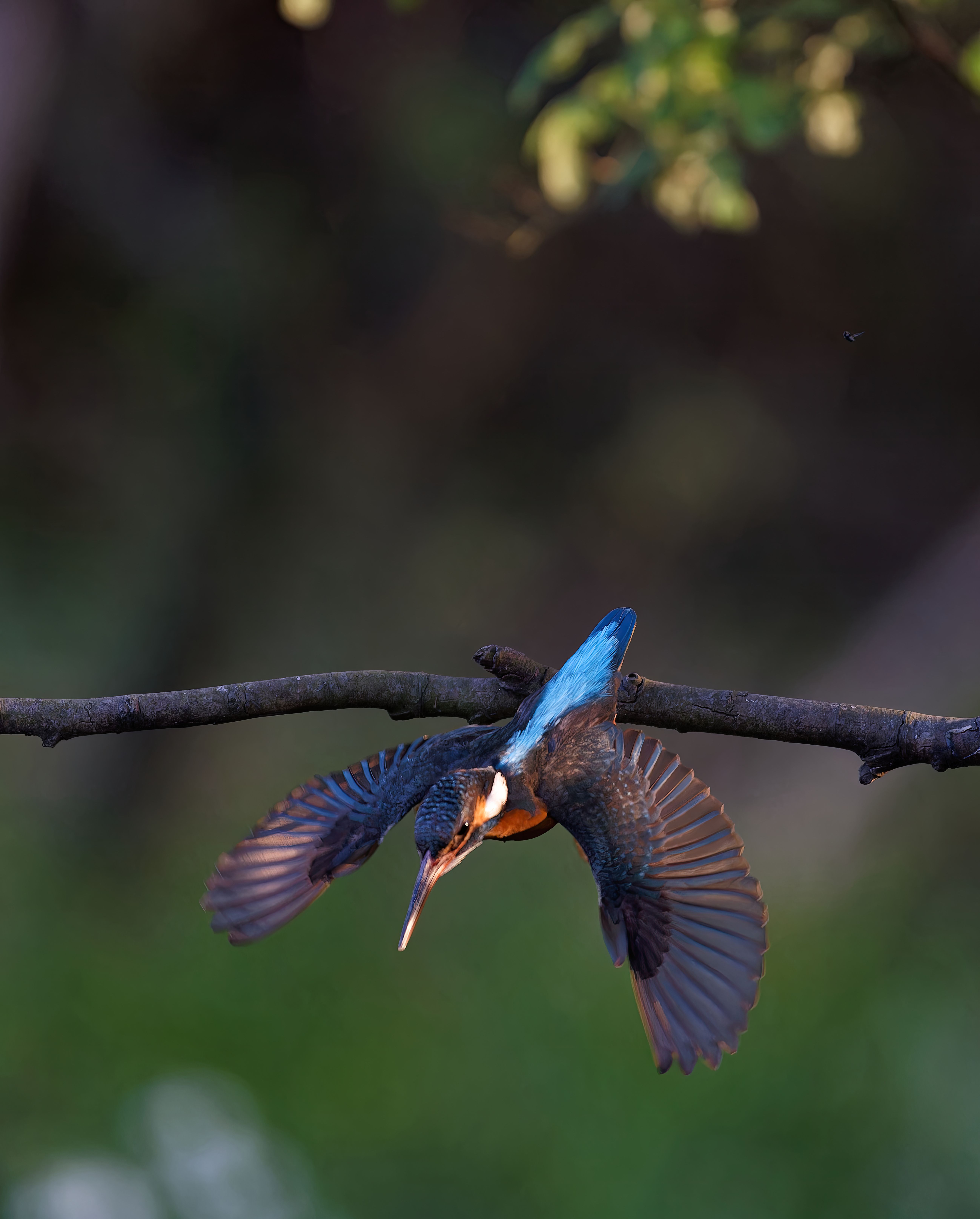 bird_15_16186707.jpg