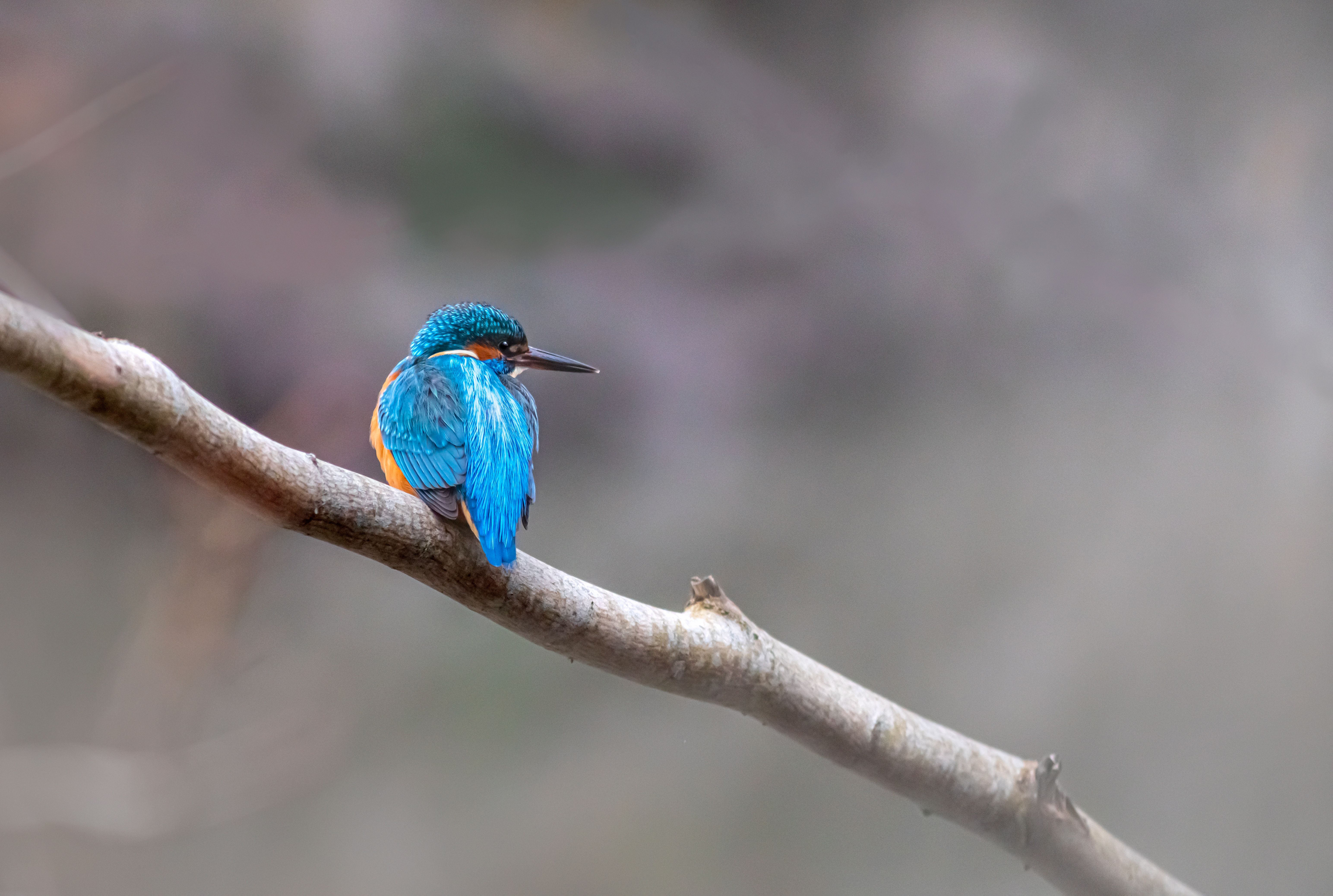 bird_04_11231886.jpg