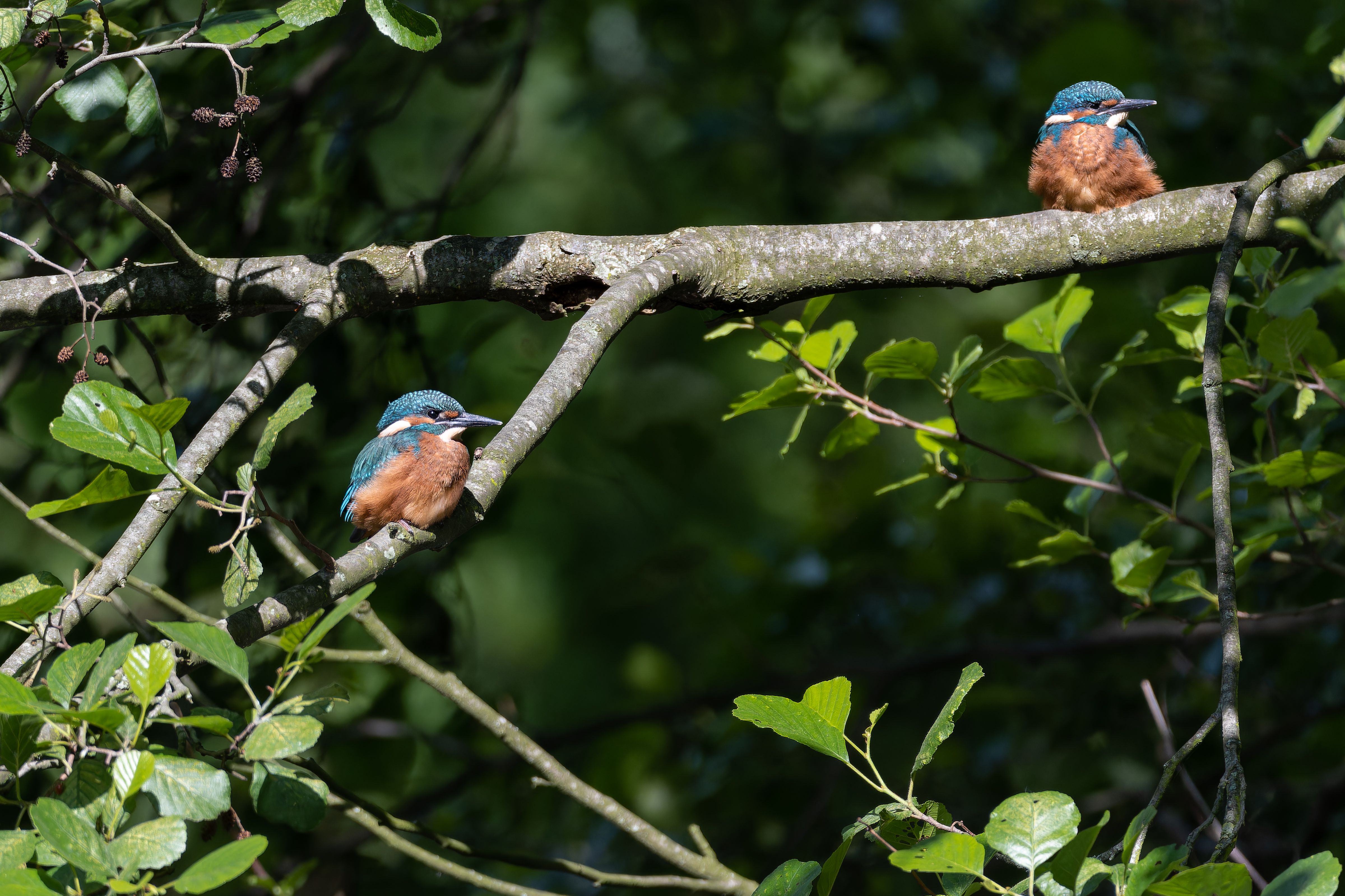bird_12_16973411.jpg