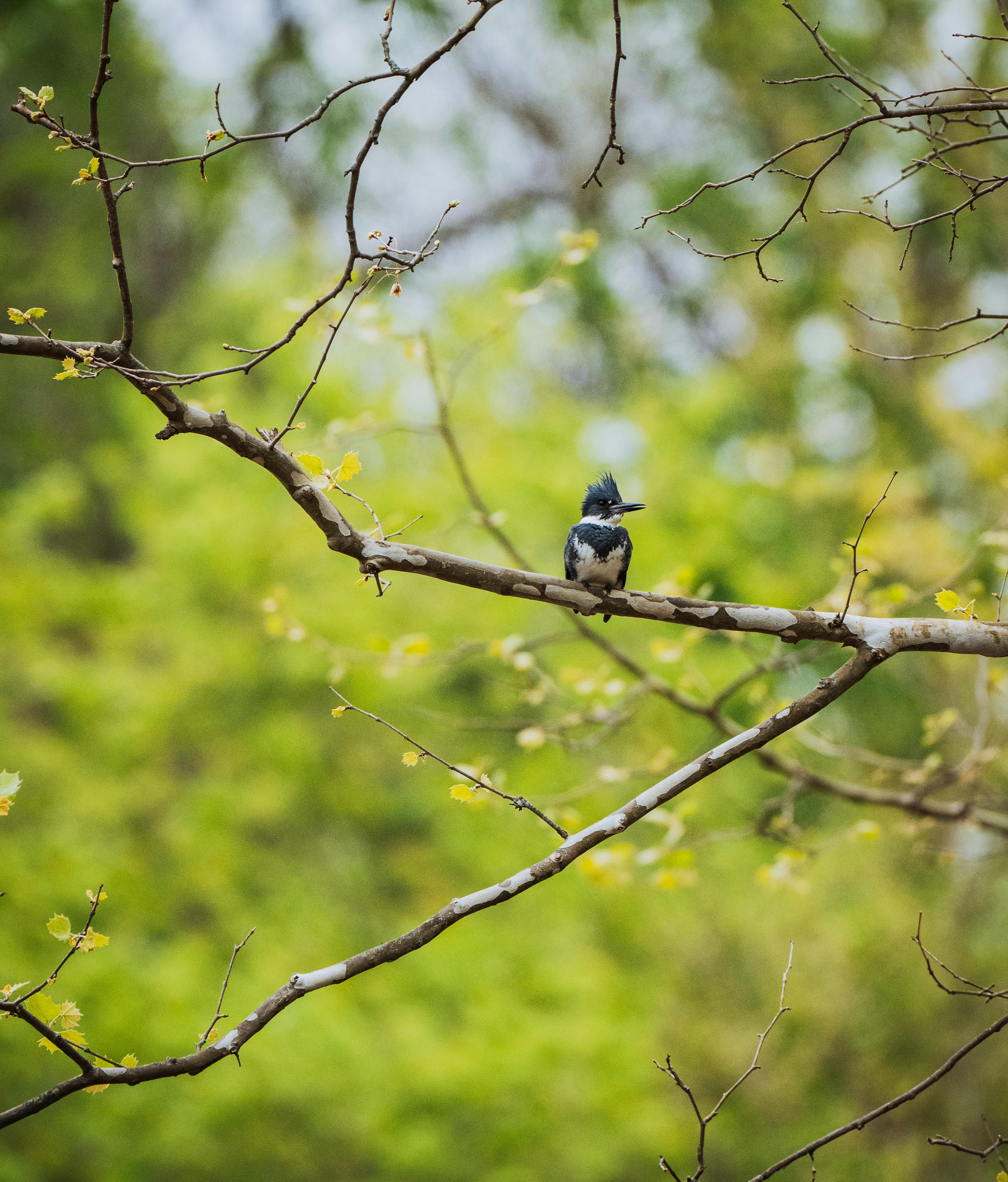 bird_09_37426203.jpg