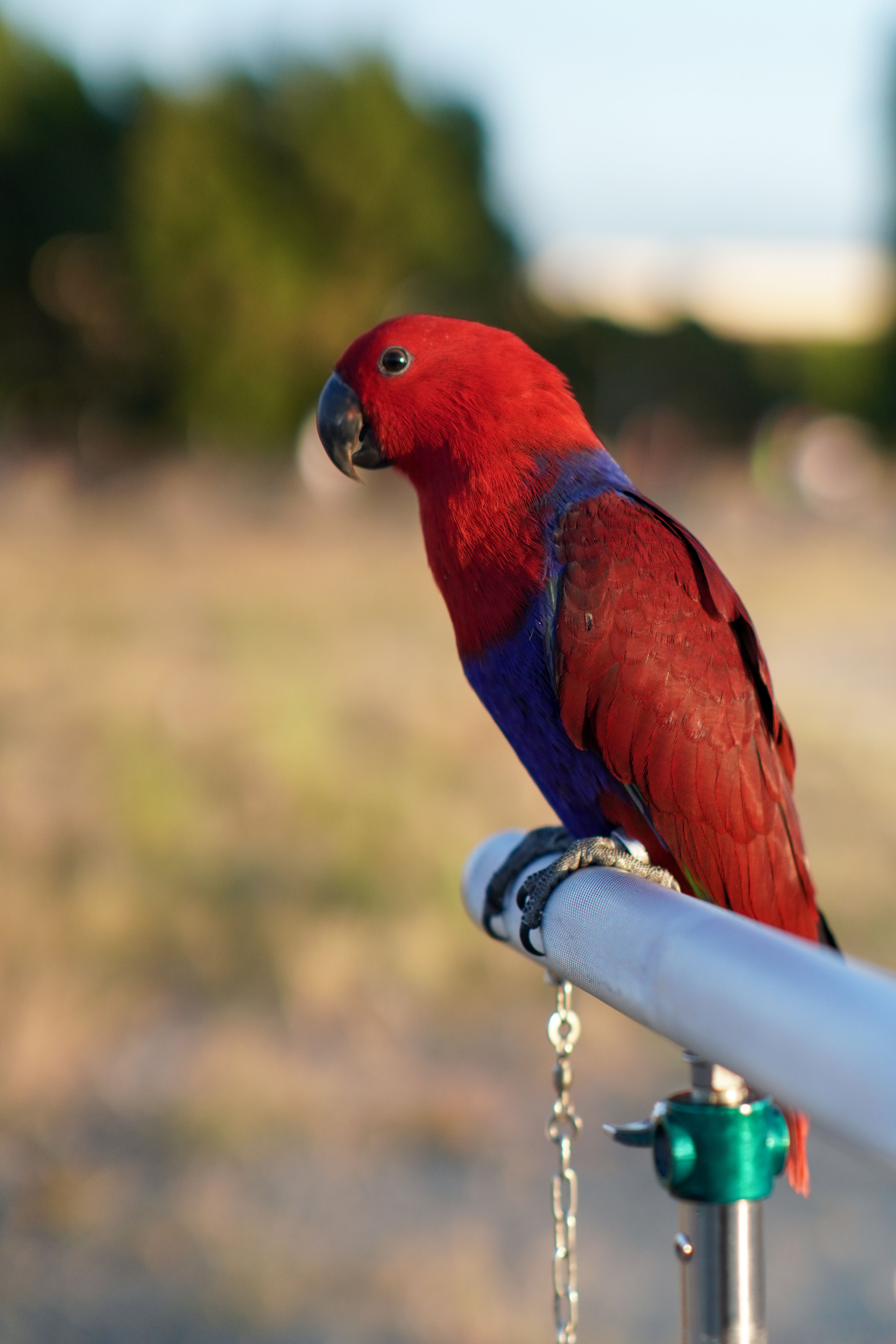 bird_30_36716869.jpg