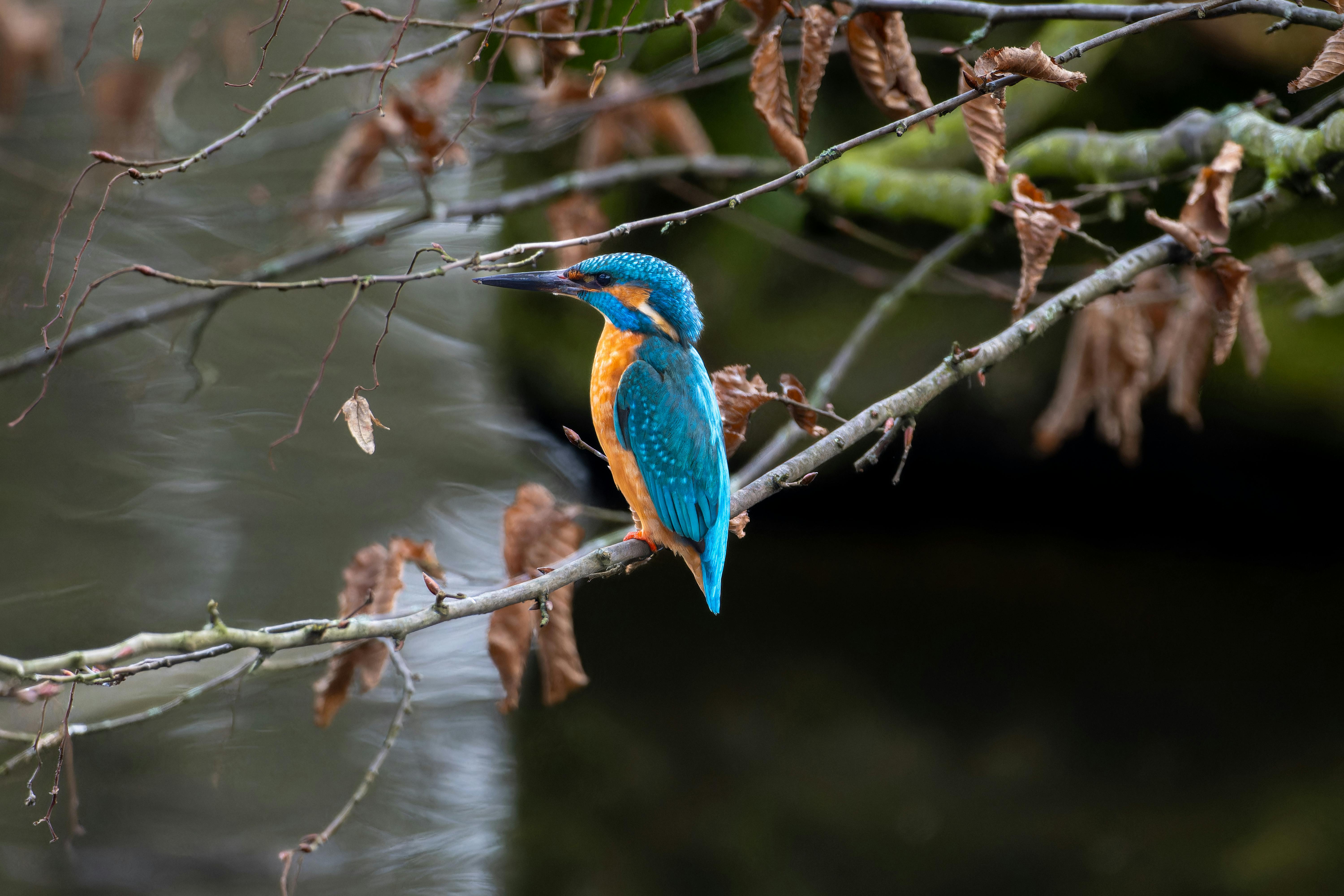 bird_02_20602552.jpg