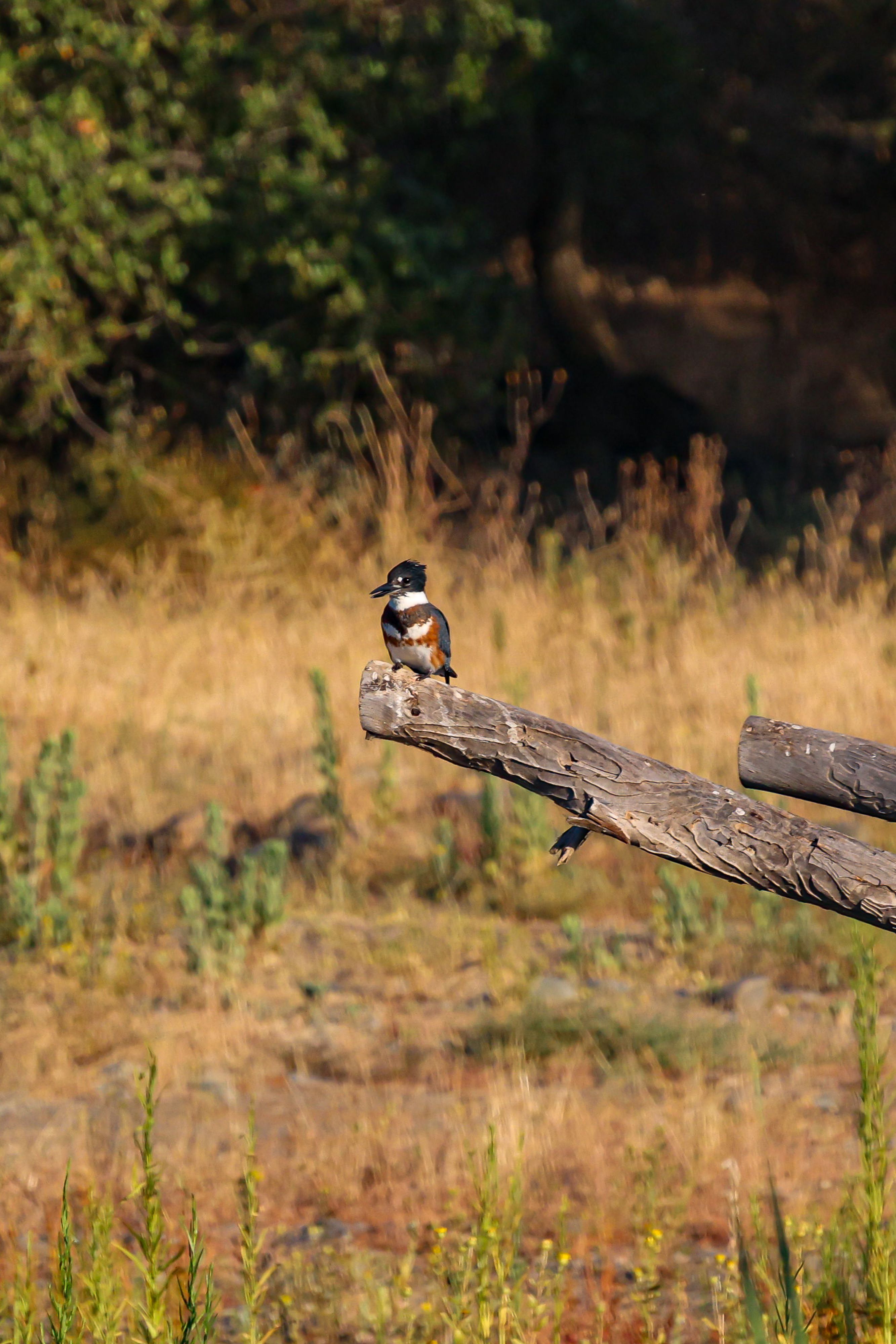 bird_01_27642121.jpg