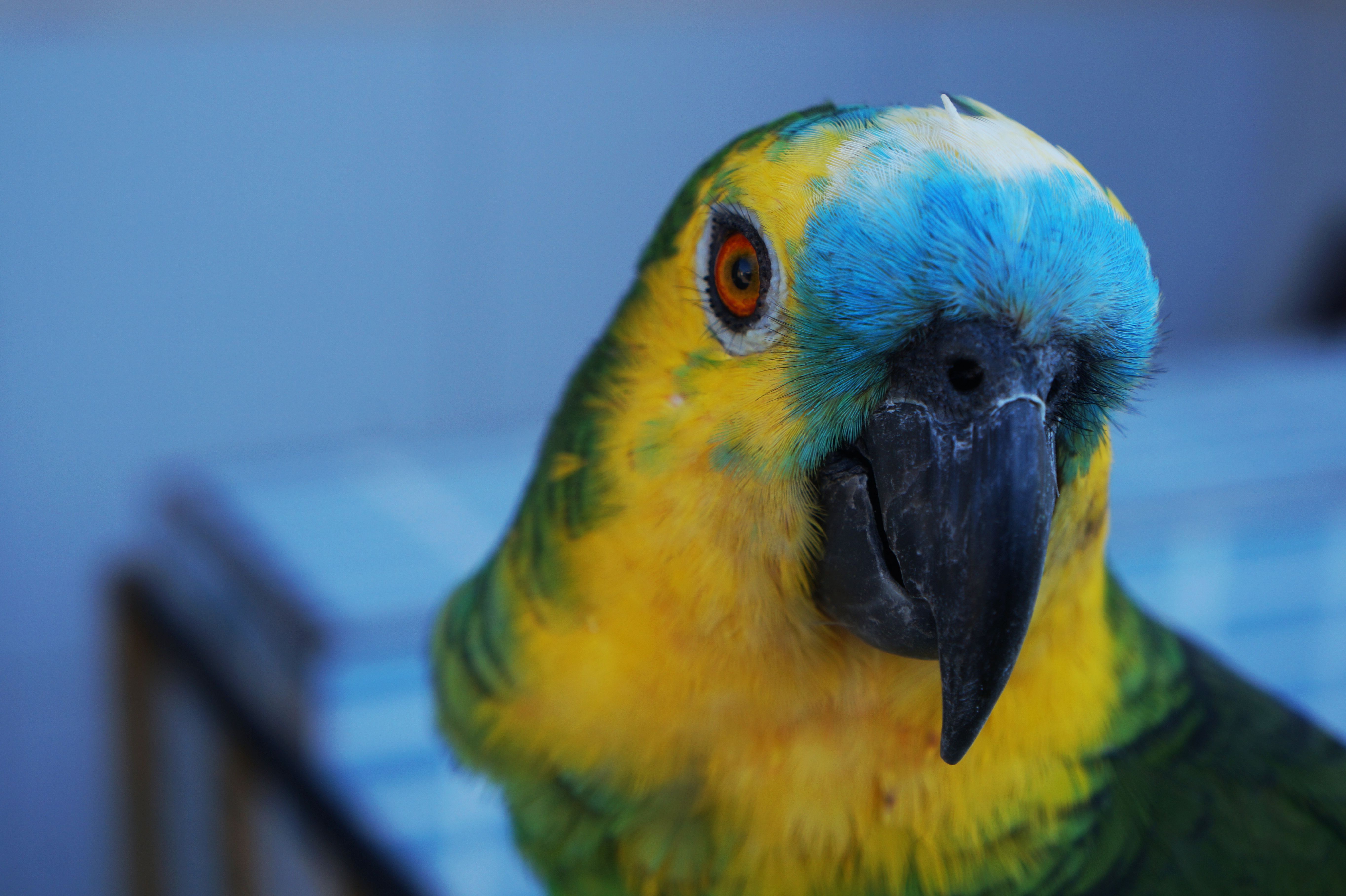 bird_27_13590421.jpg