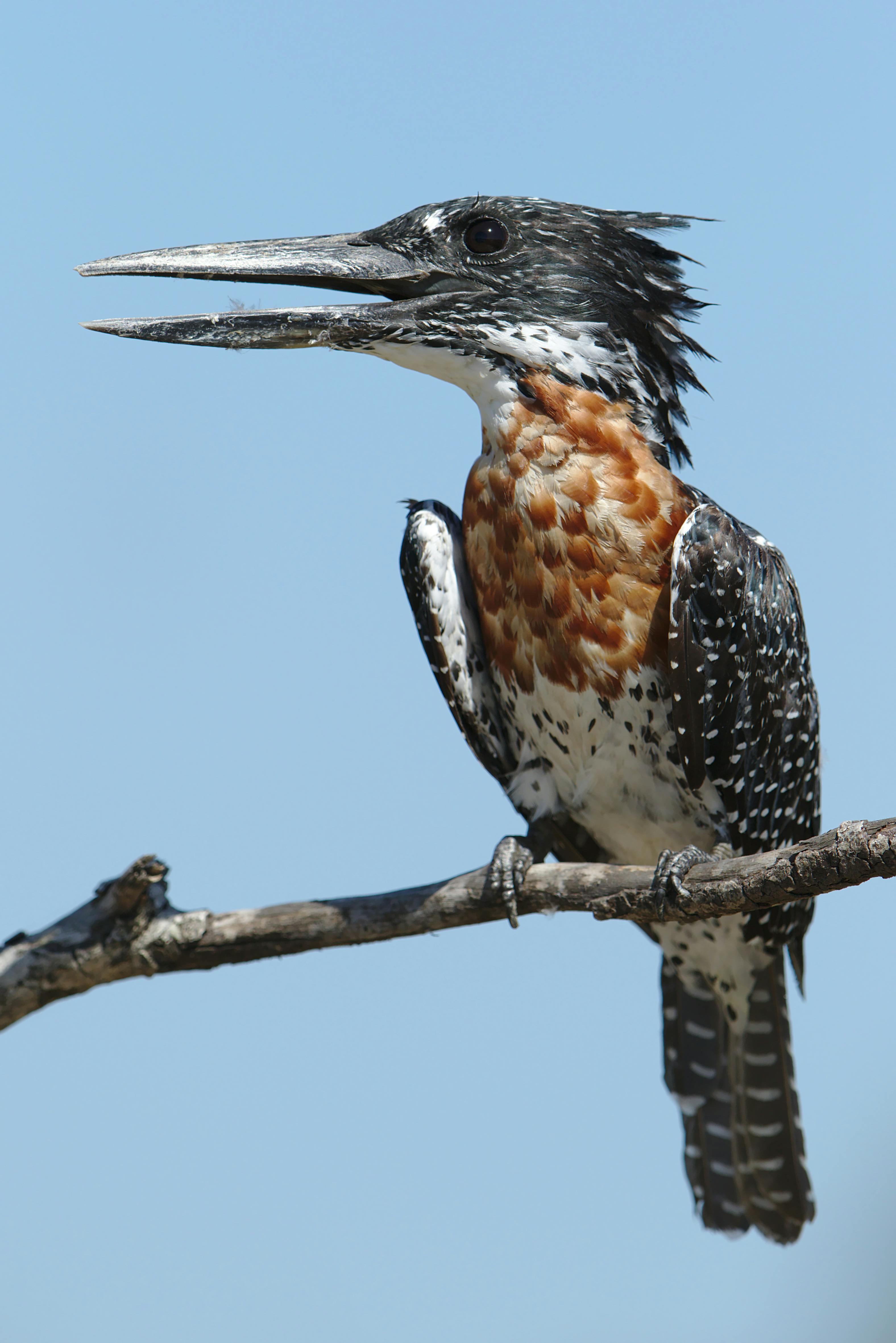 bird_05_32649661.jpg