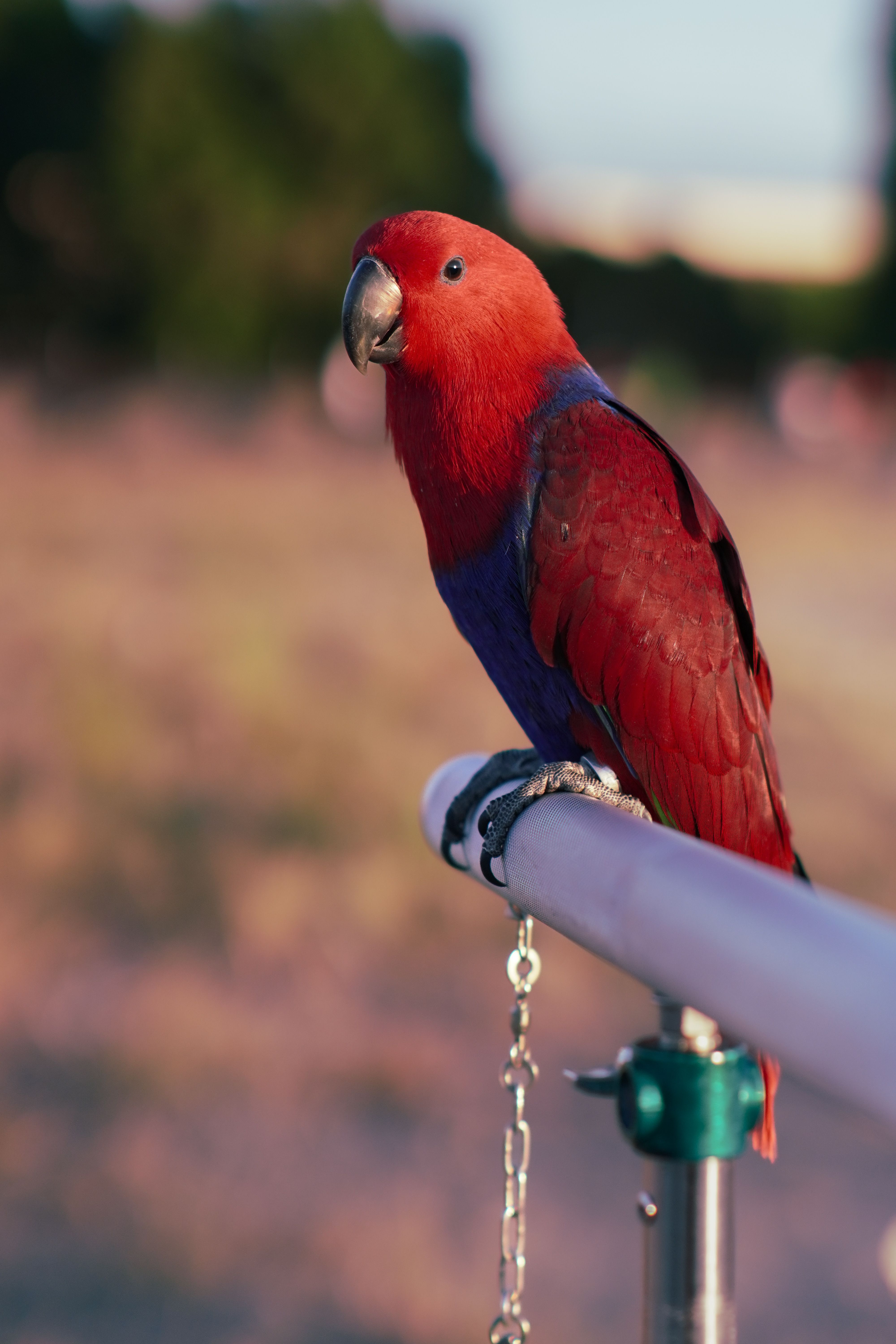 bird_24_36652790.jpg