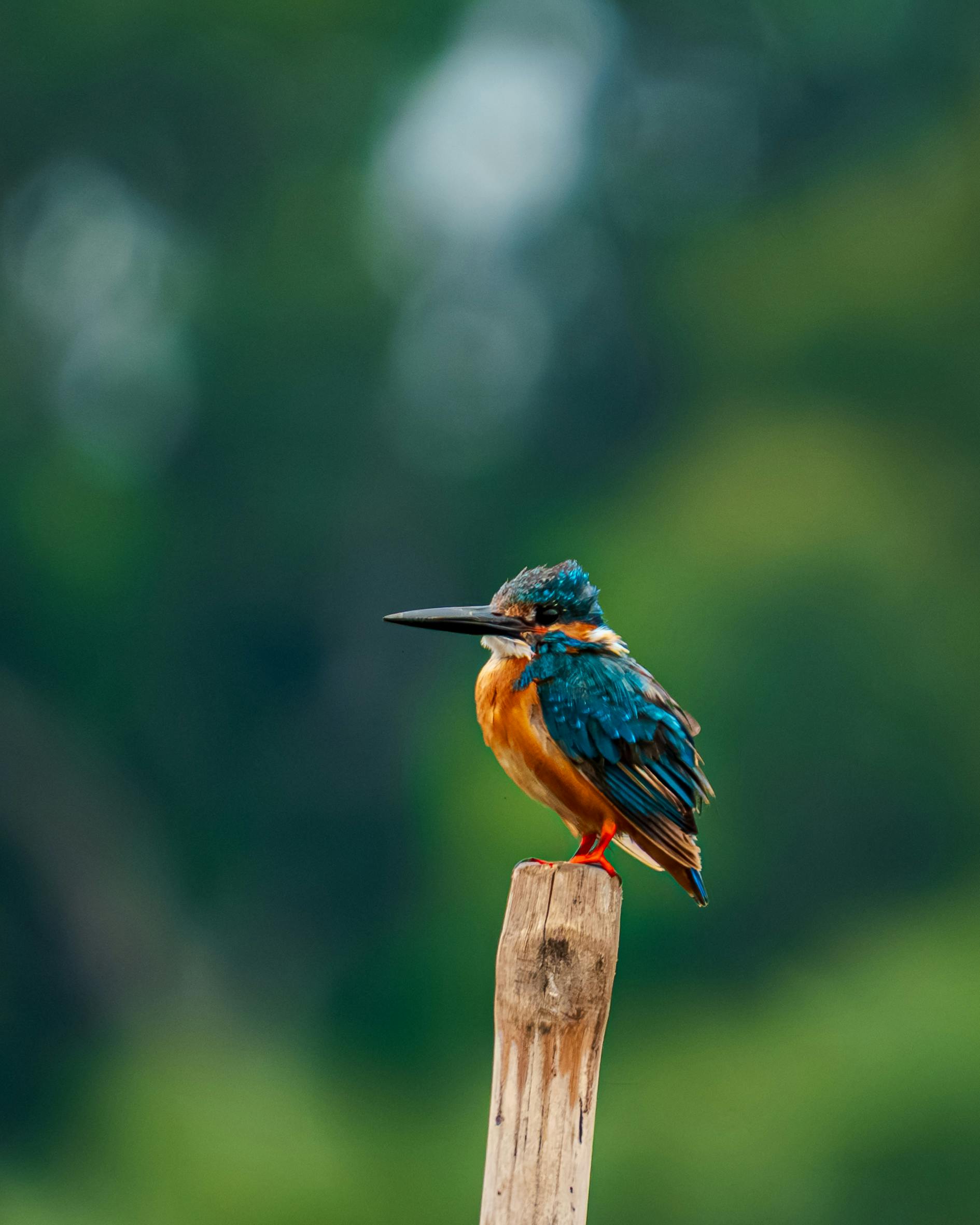 bird_14_36693931.jpg