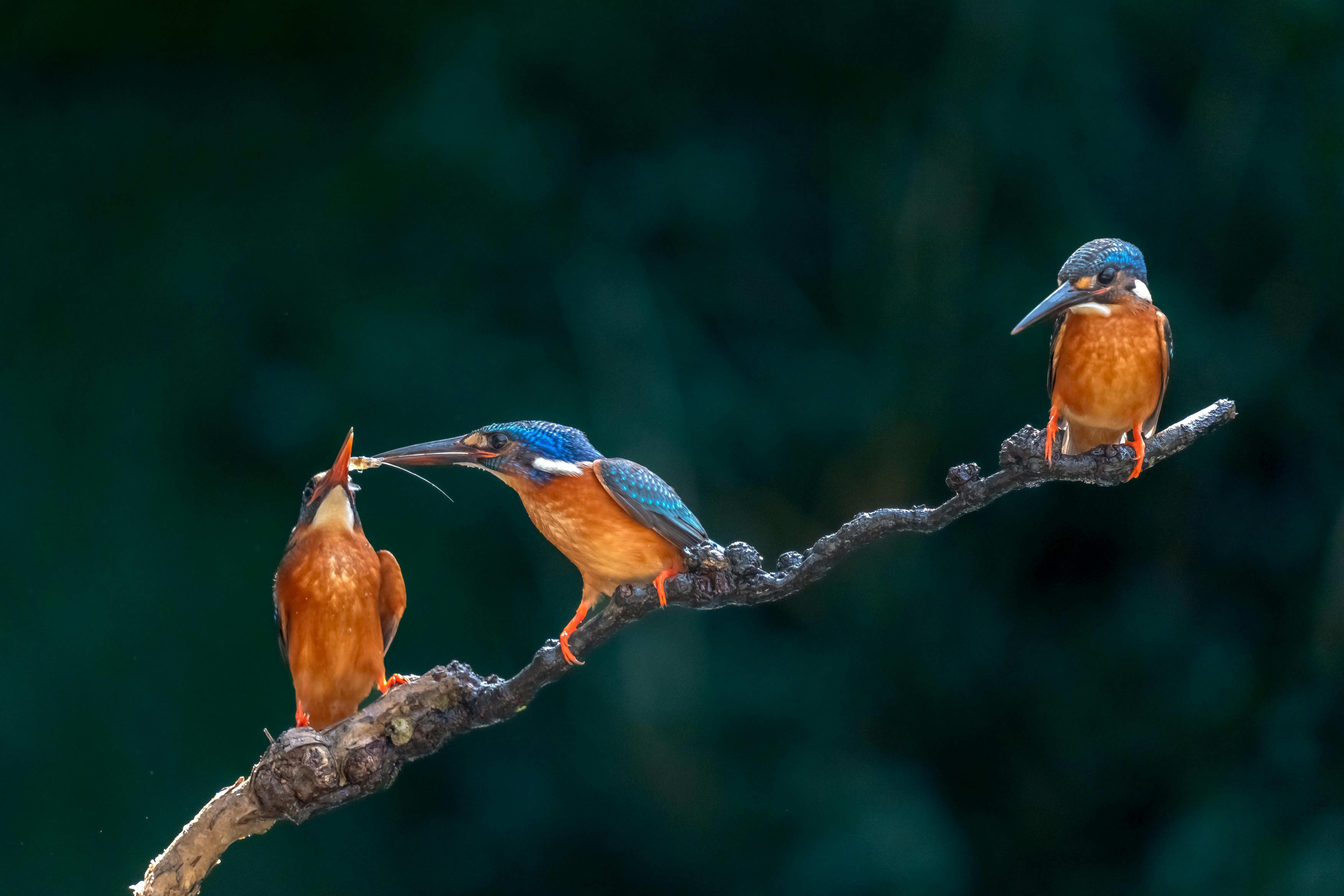 bird_10_30174953.jpg