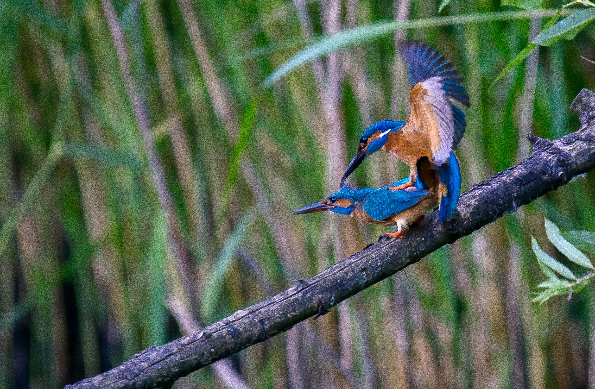 bird_11_31935513.jpg