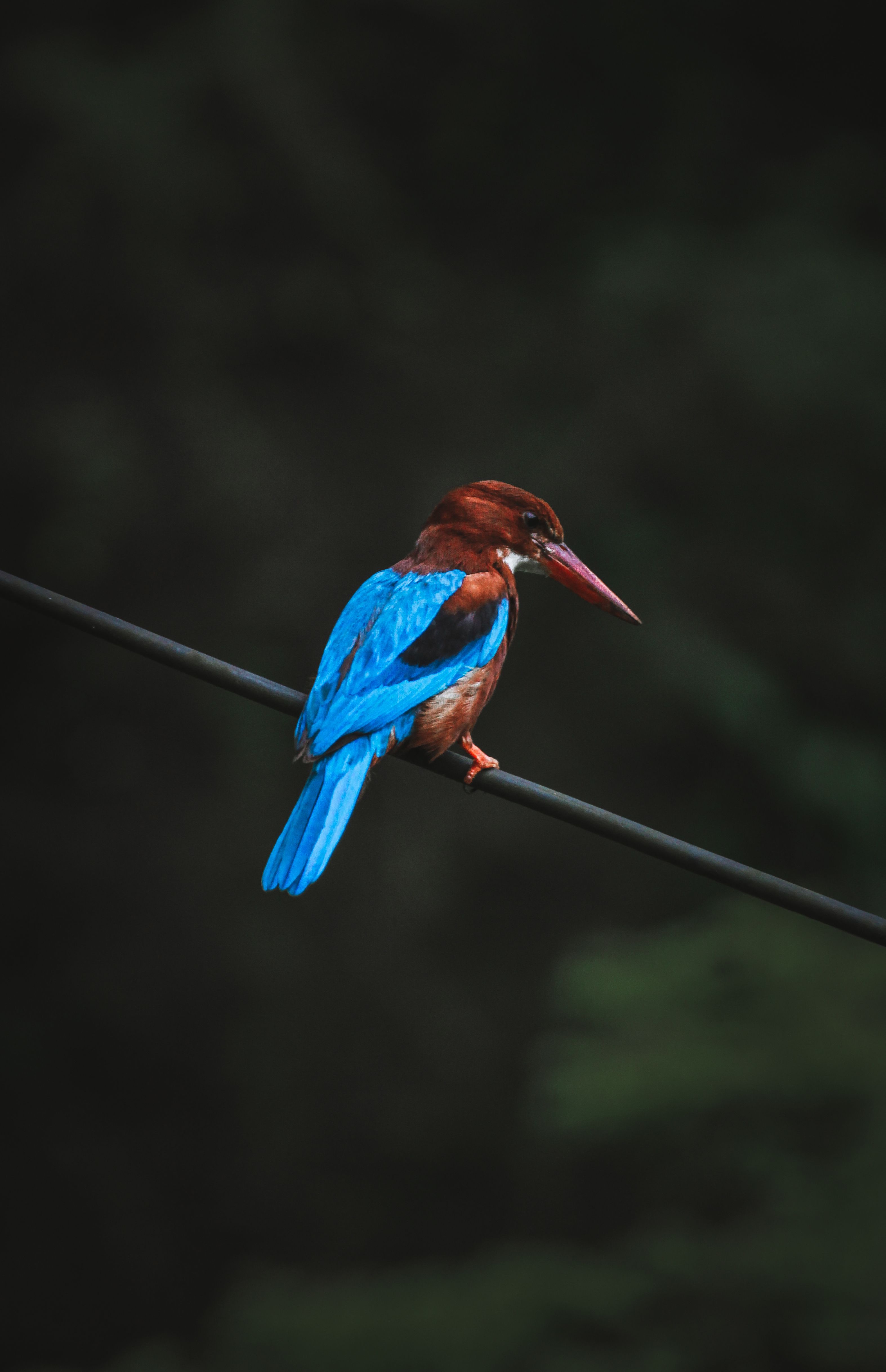 bird_03_4998254.jpg
