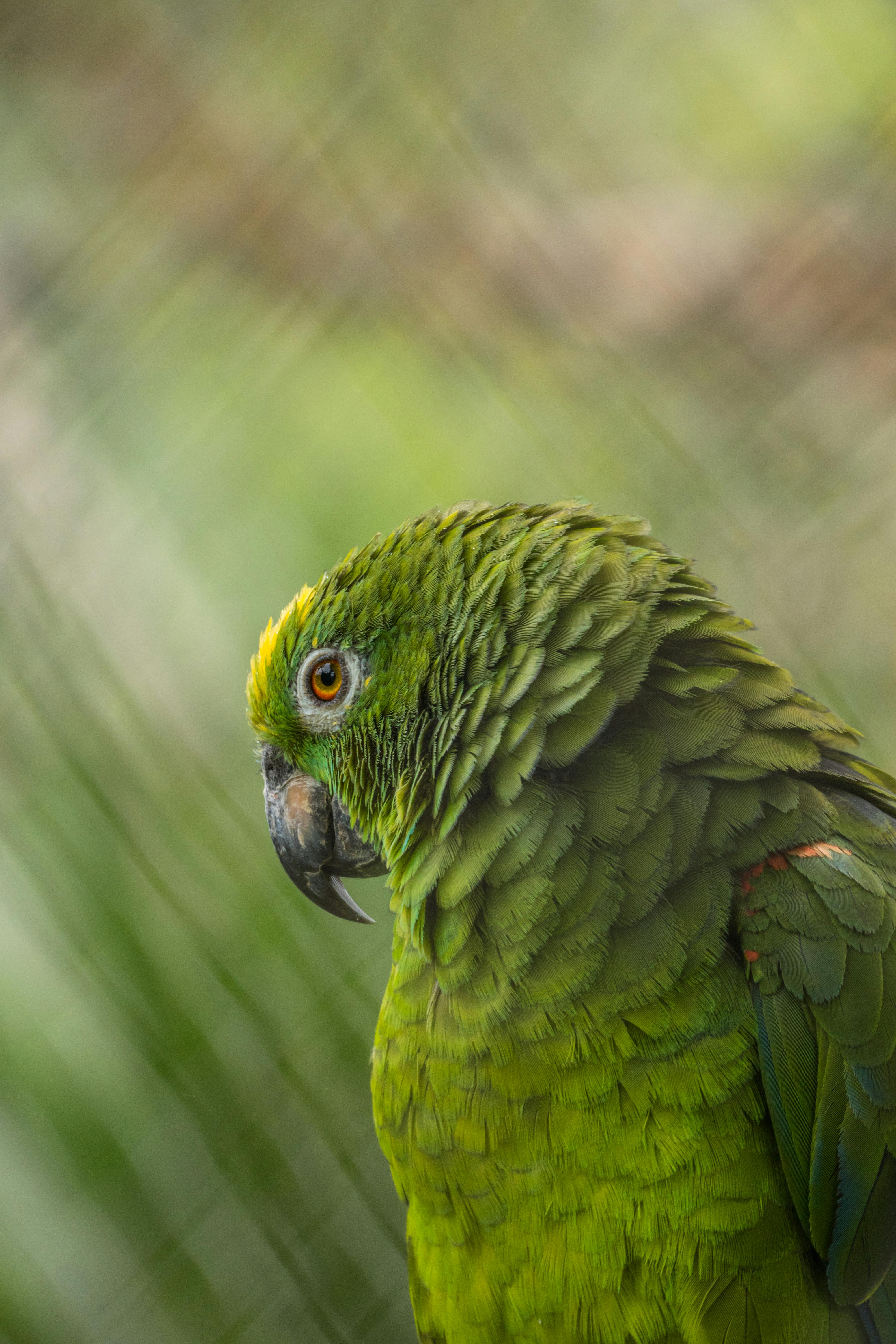 bird_25_18182991.jpg
