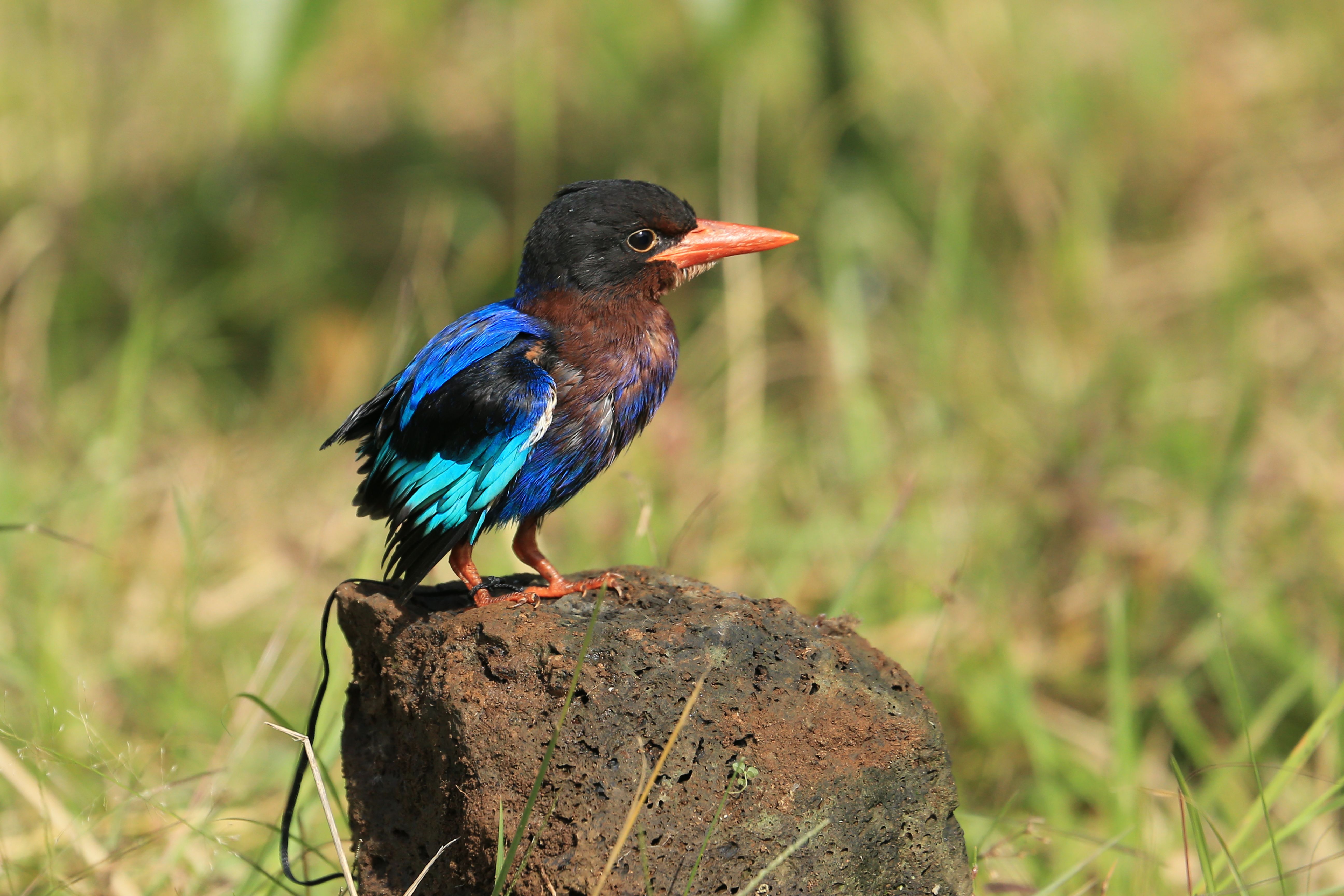 bird_06_11558225.jpg