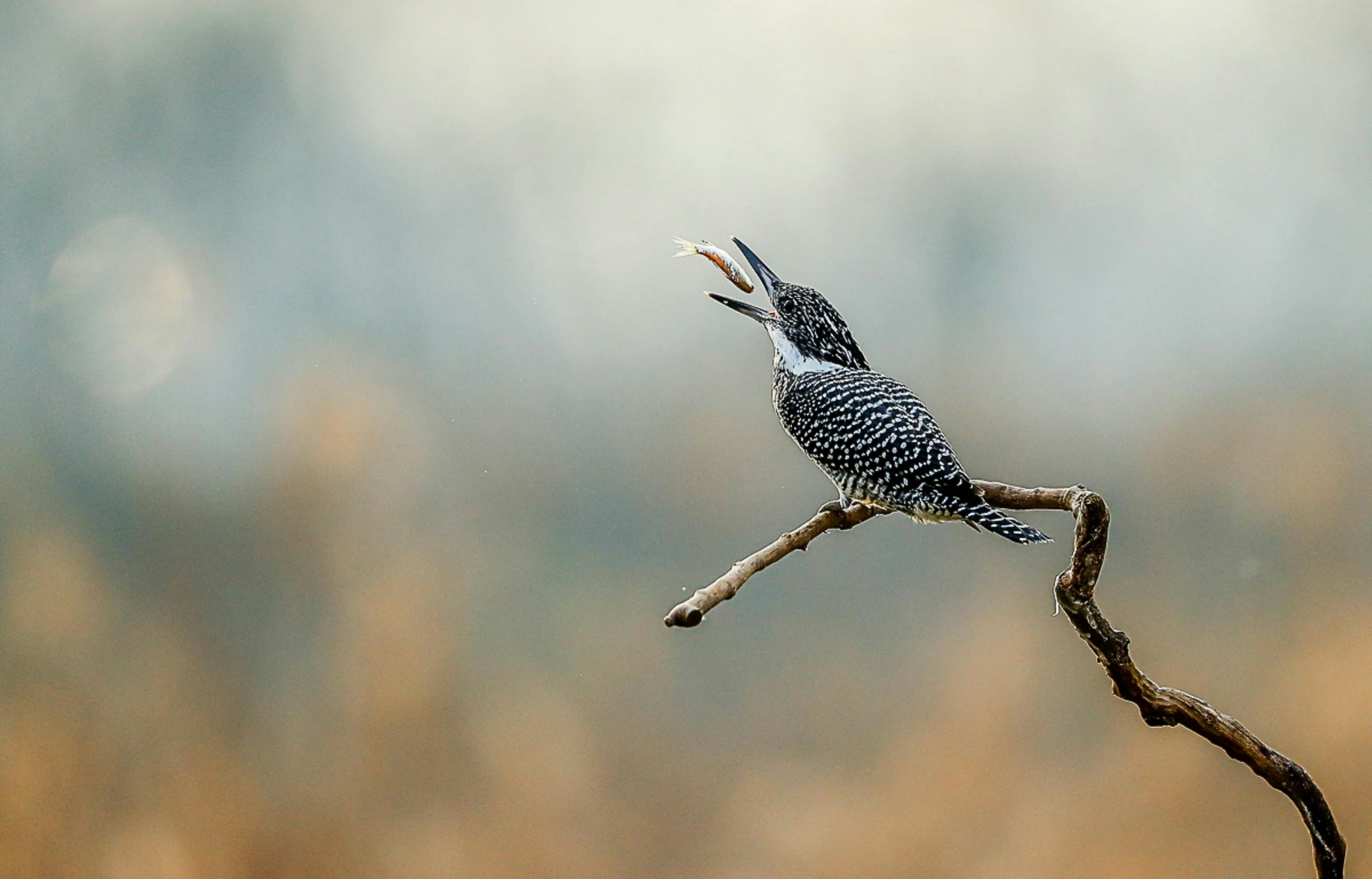 bird_17_4691710.jpg