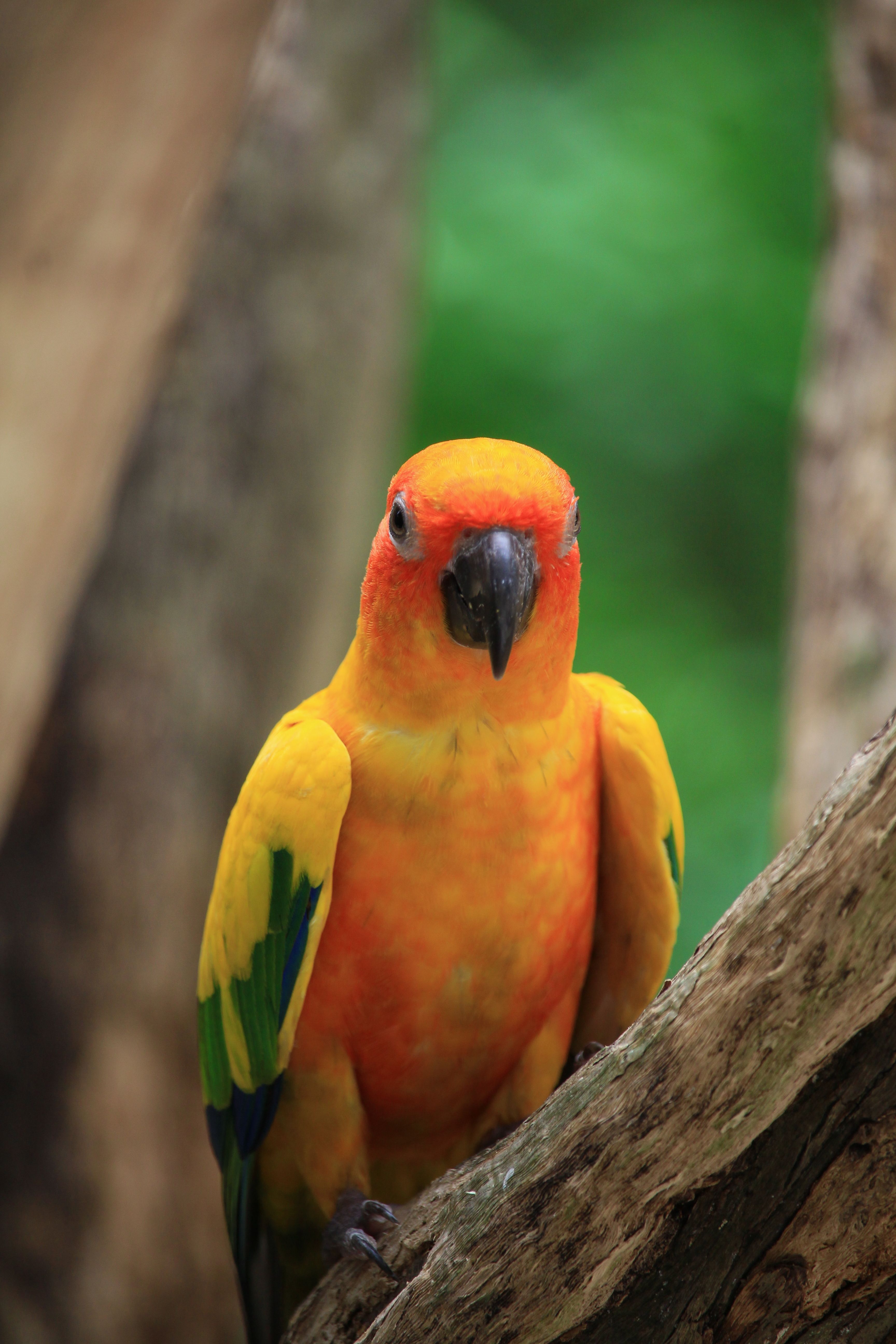 bird_29_11615619.jpg