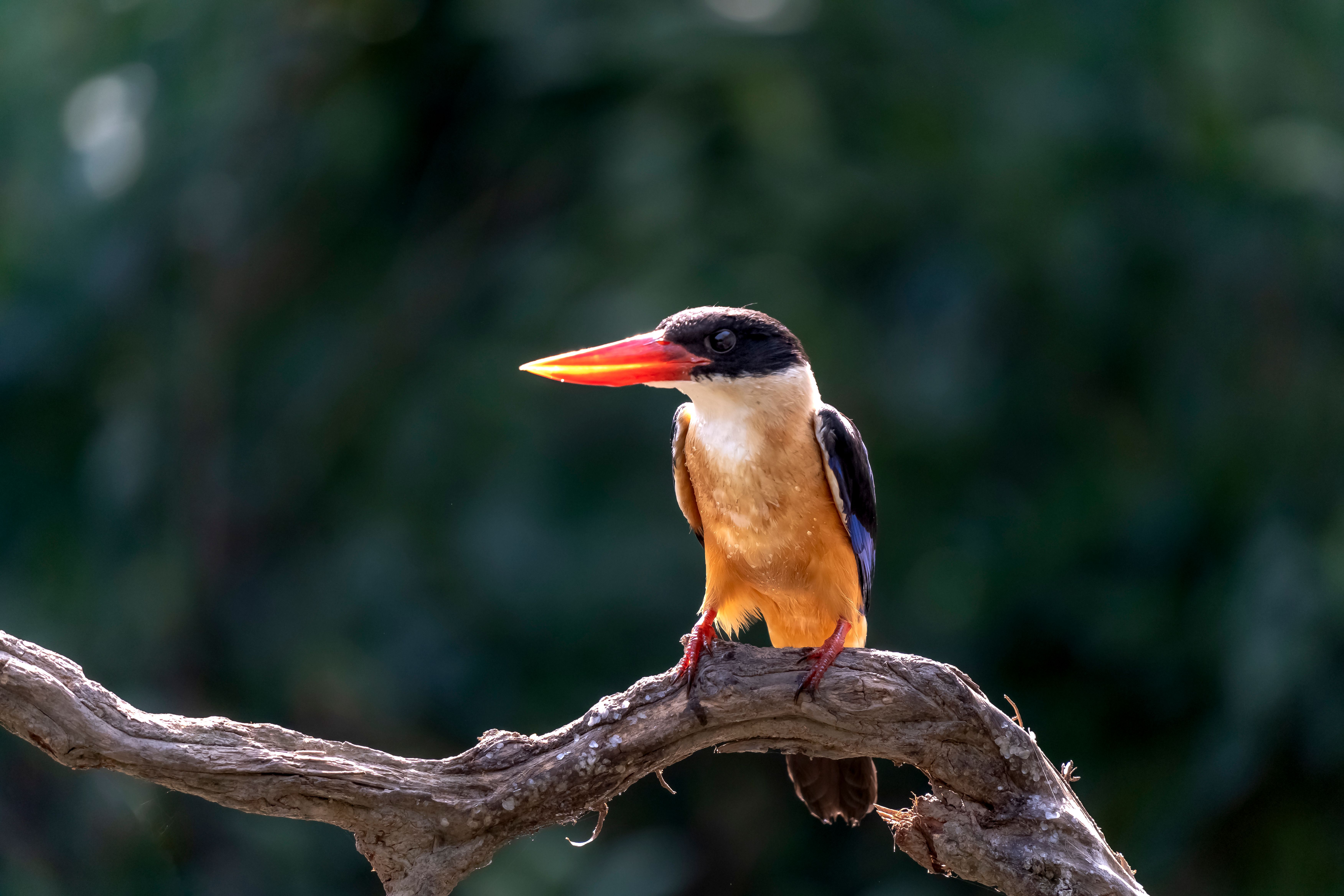 bird_13_30174929.jpg