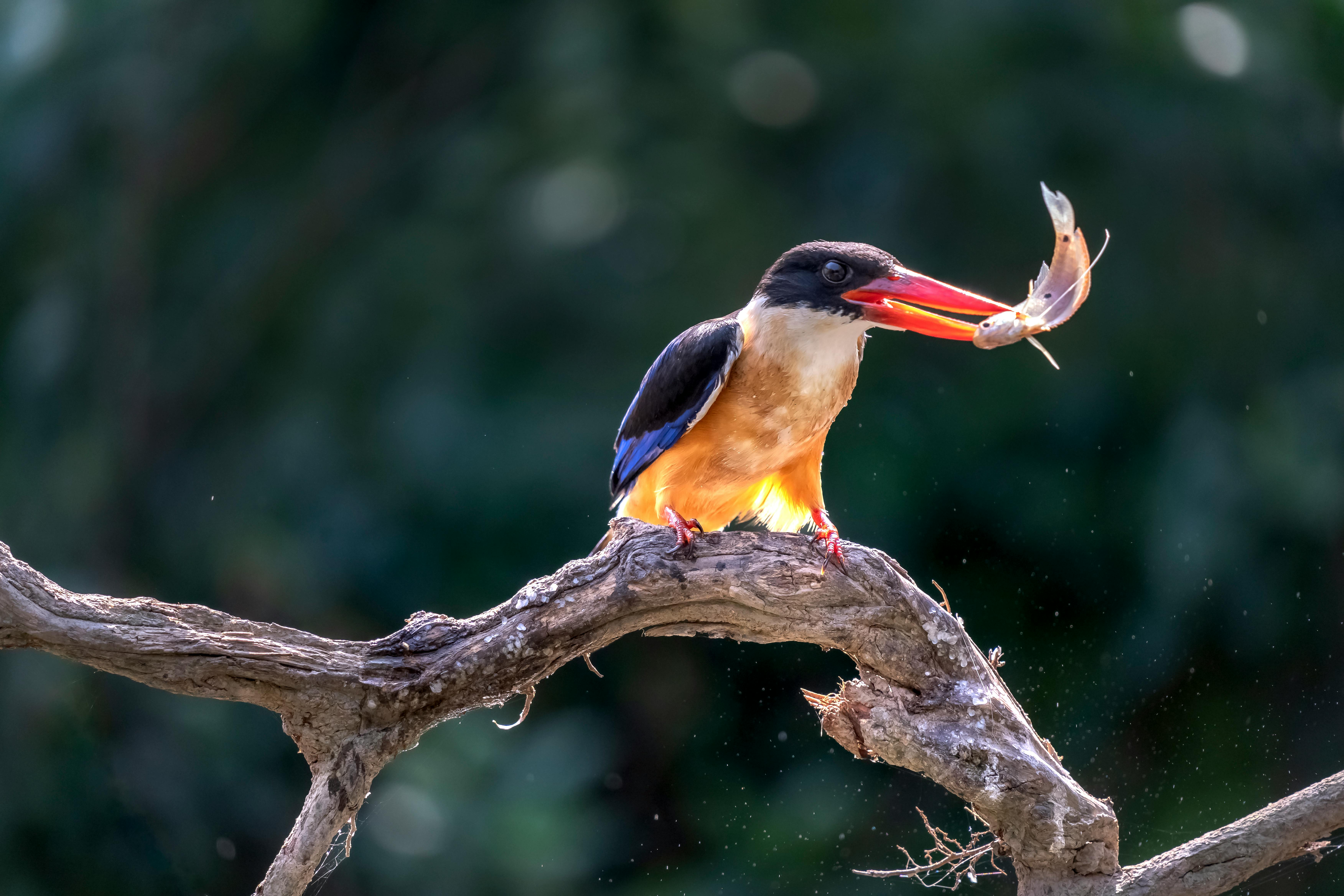 bird_16_30174938.jpg