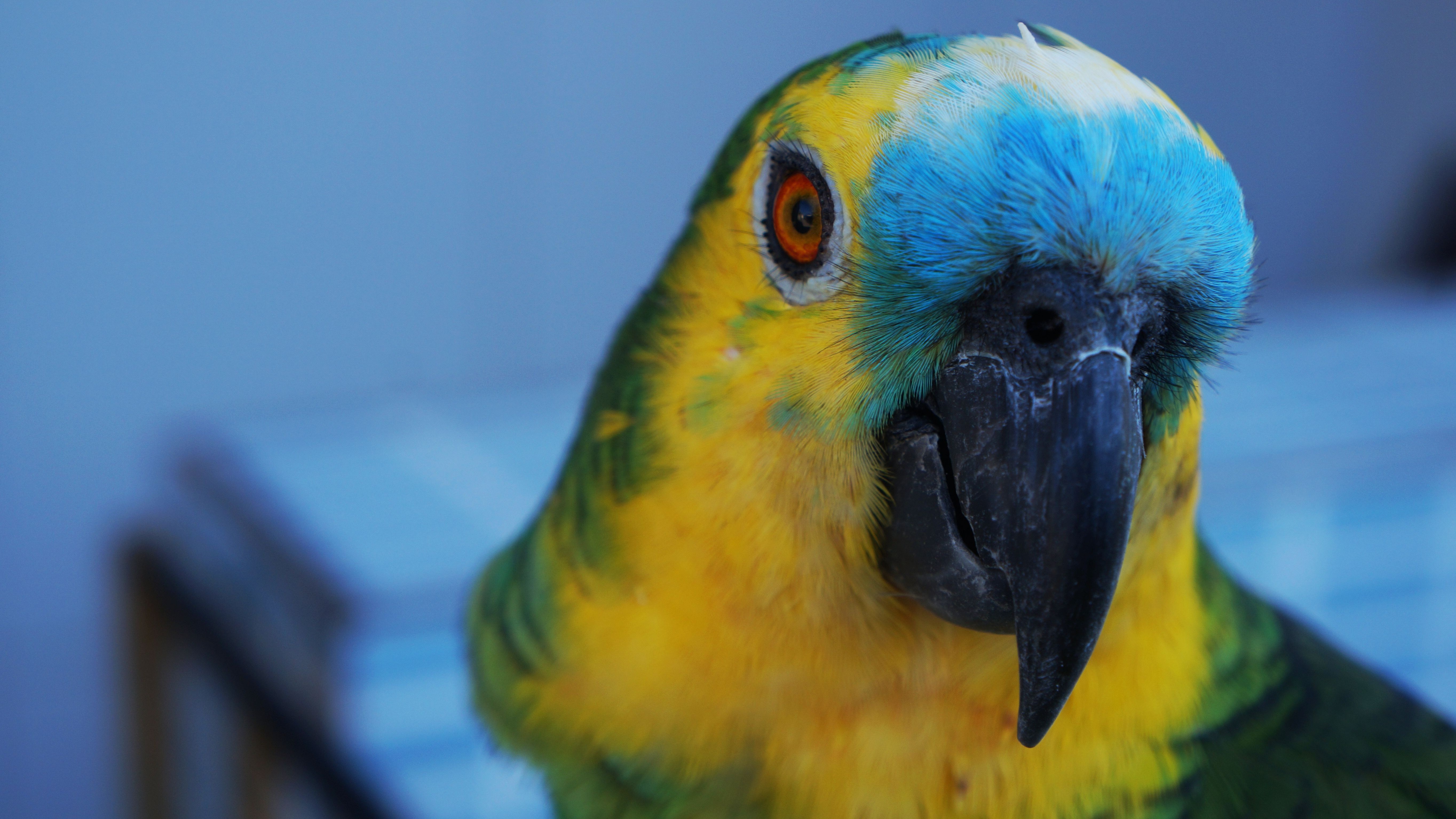 bird_27_13590421.jpg