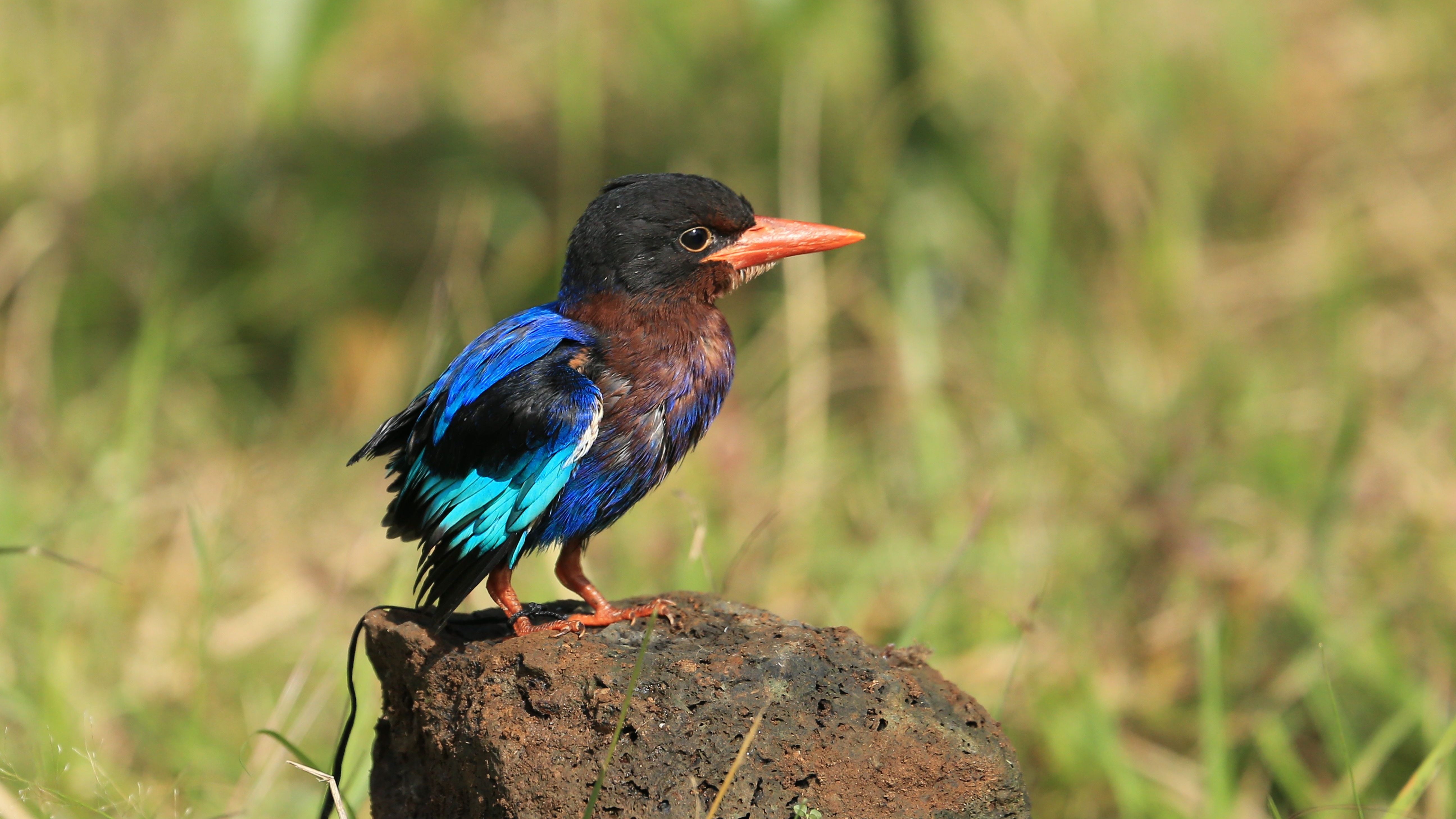 bird_06_11558225.jpg