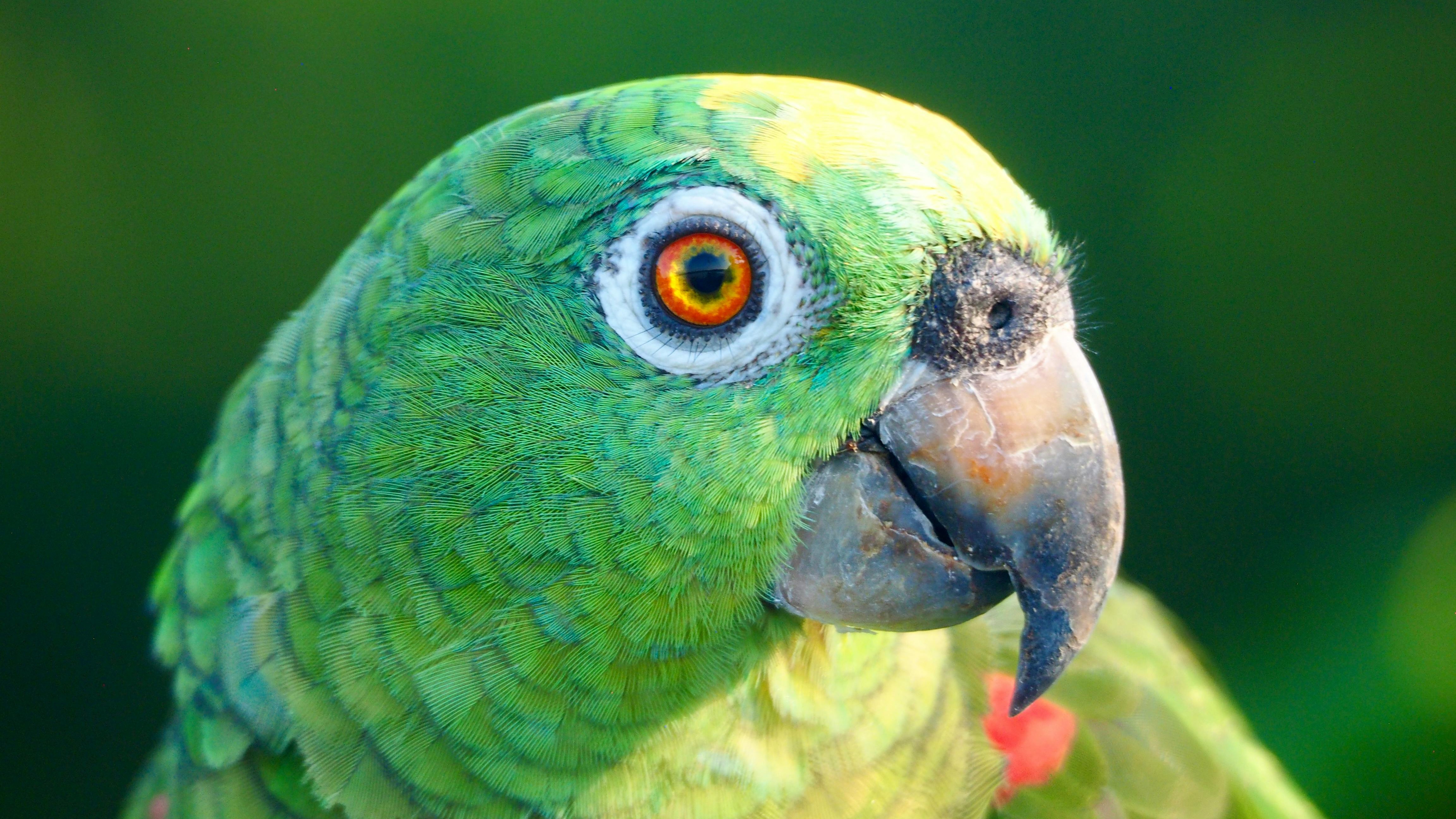 bird_28_36020695.jpg
