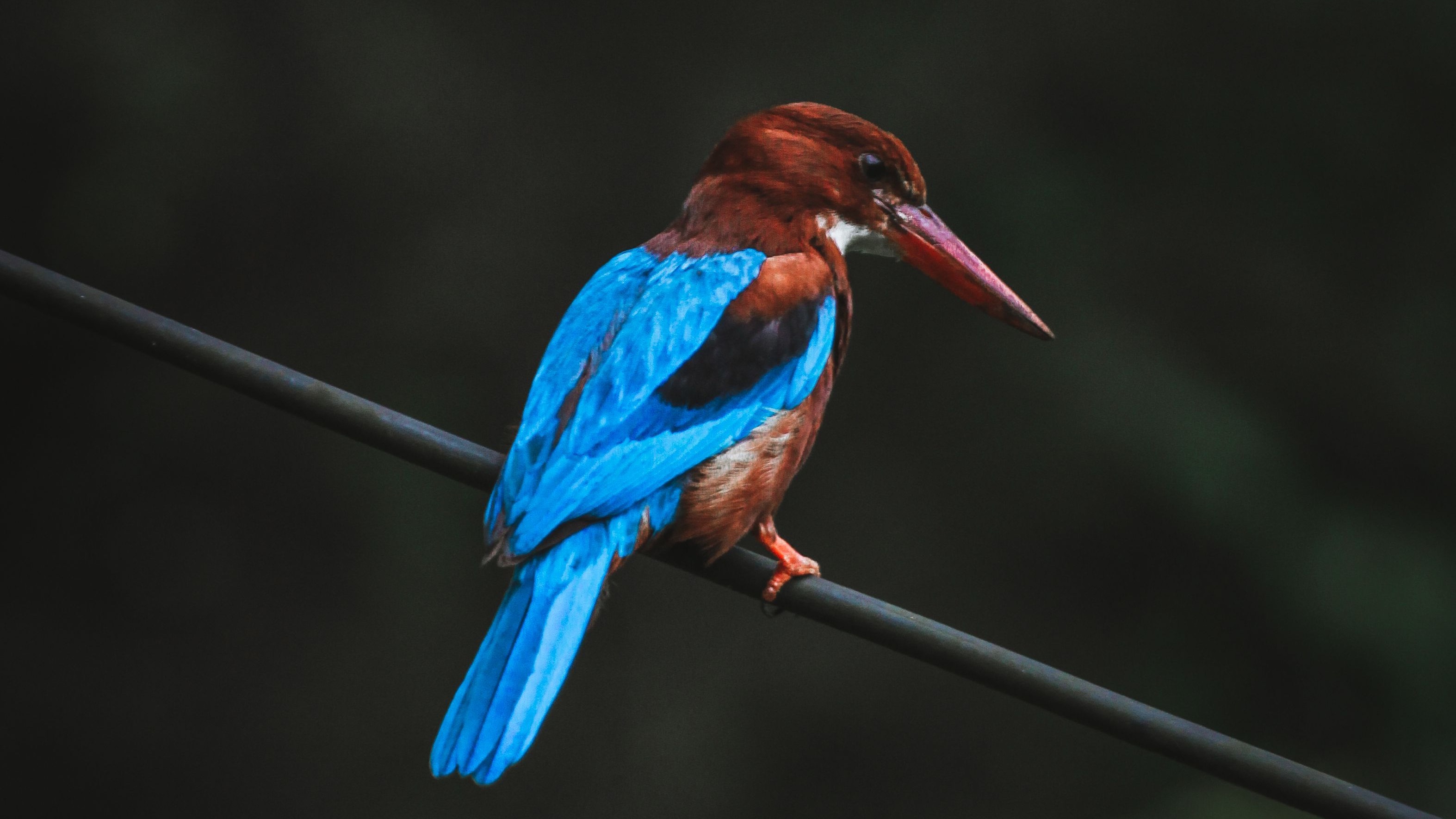 bird_03_4998254.jpg
