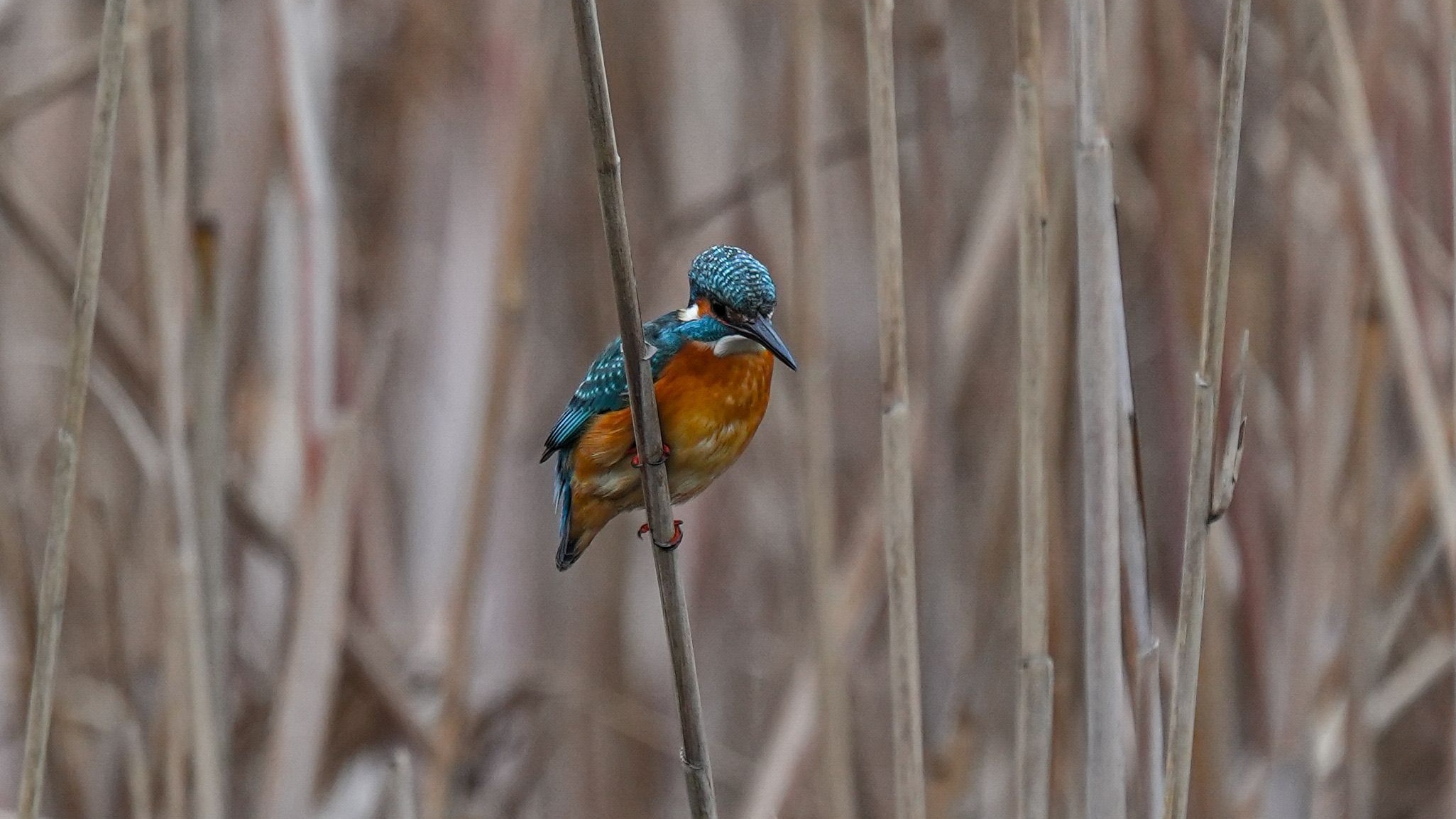 bird_08_19841417.jpg