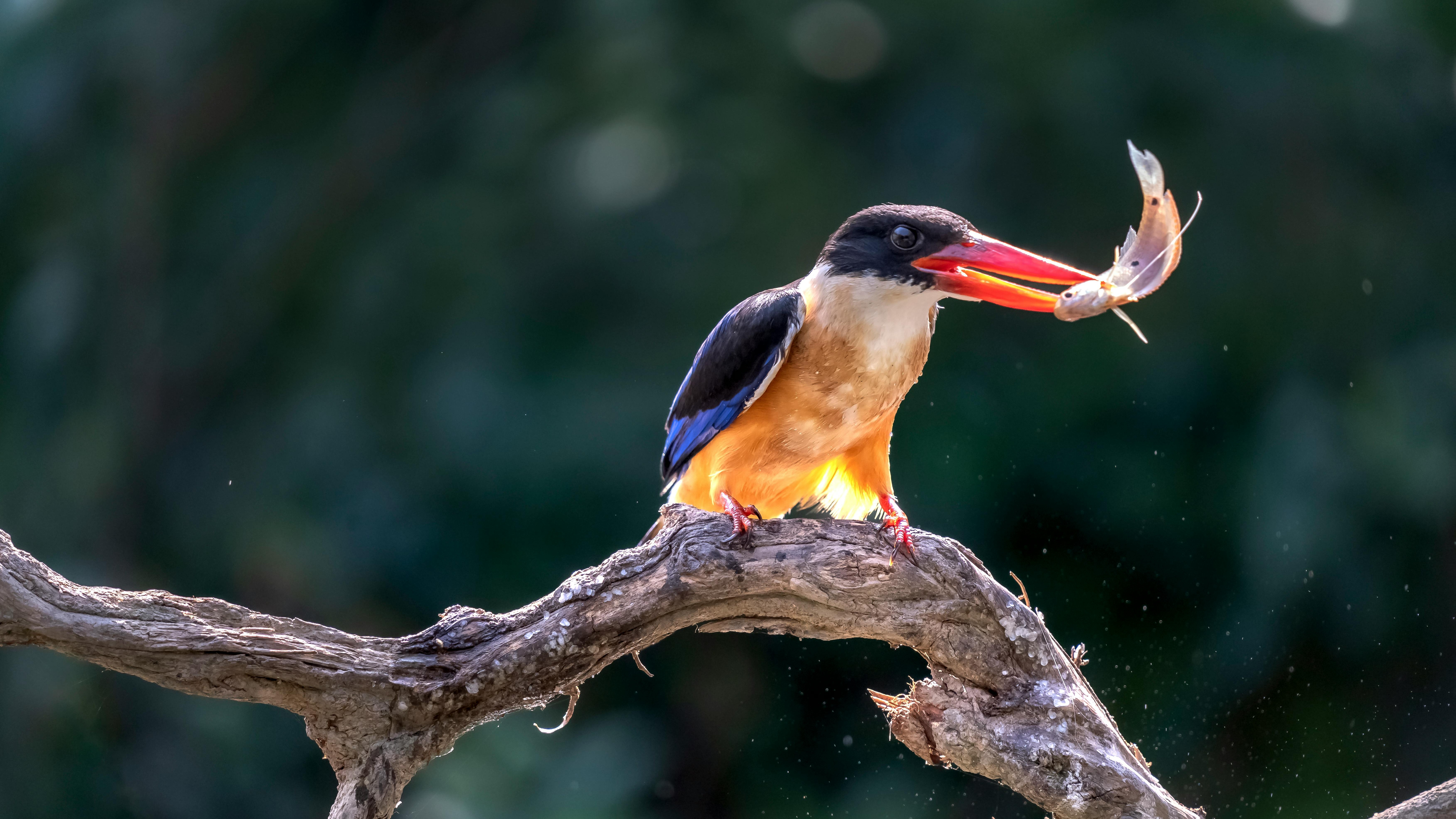 bird_16_30174938.jpg