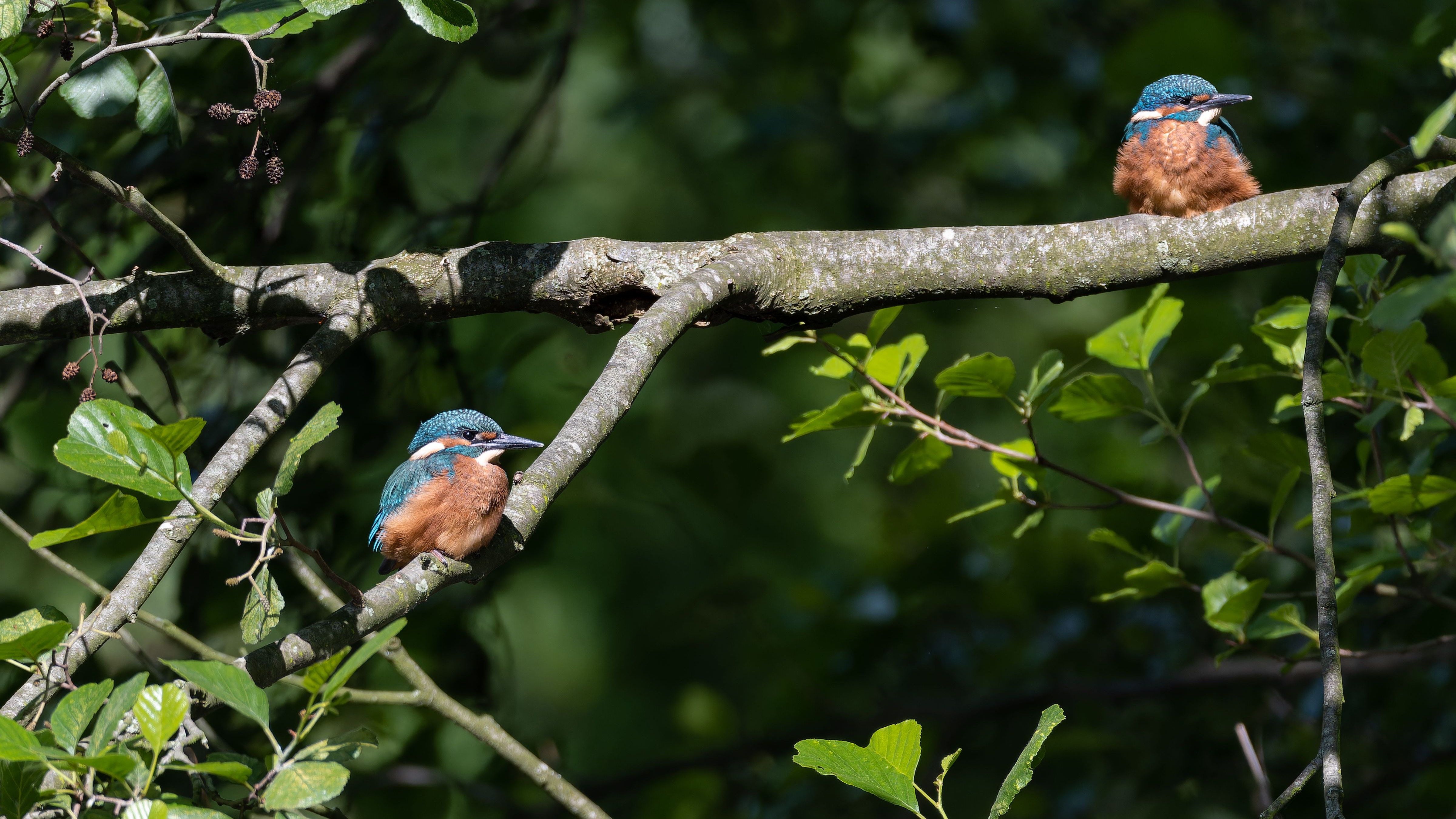 bird_12_16973411.jpg
