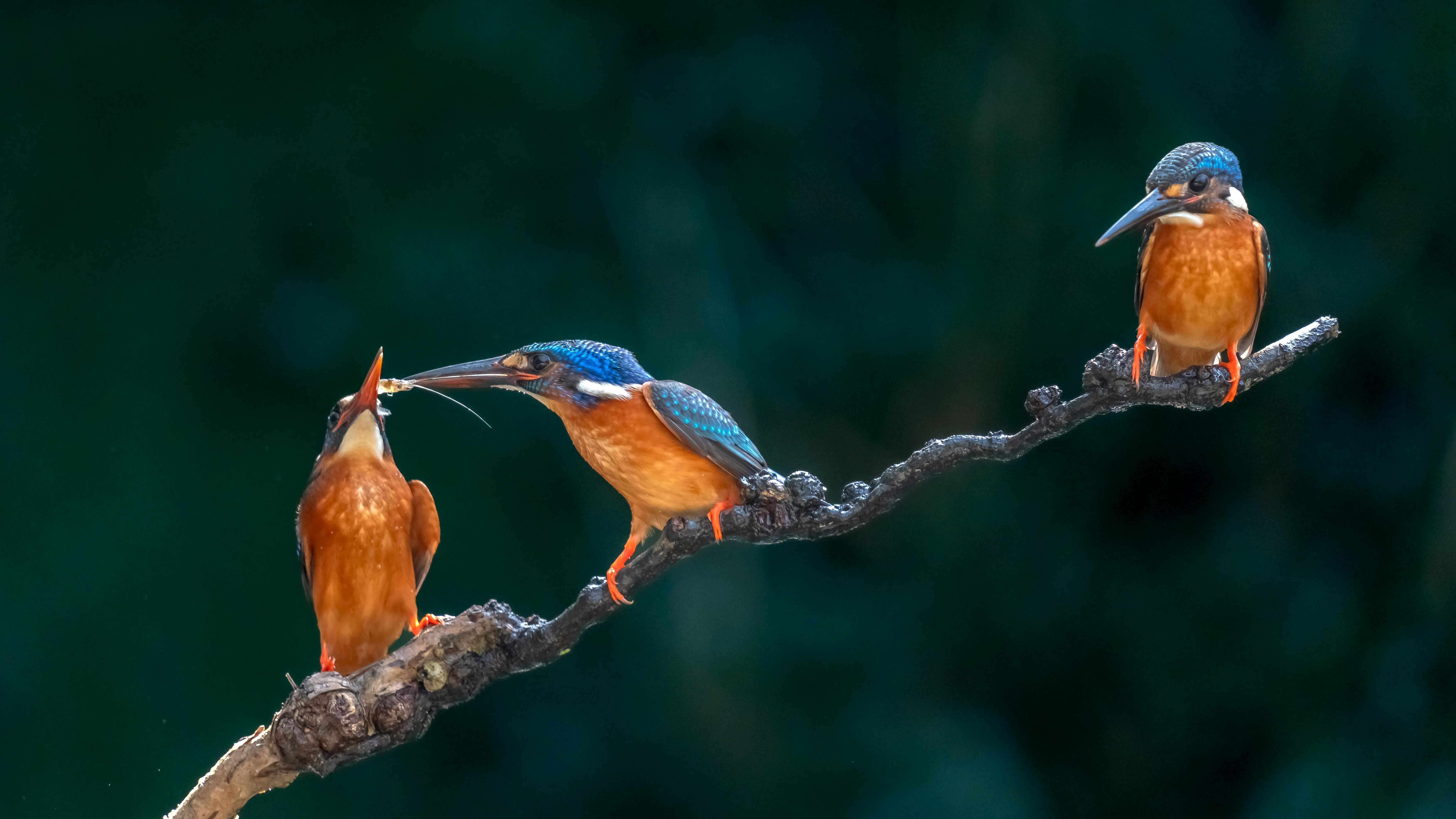 bird_10_30174953.jpg