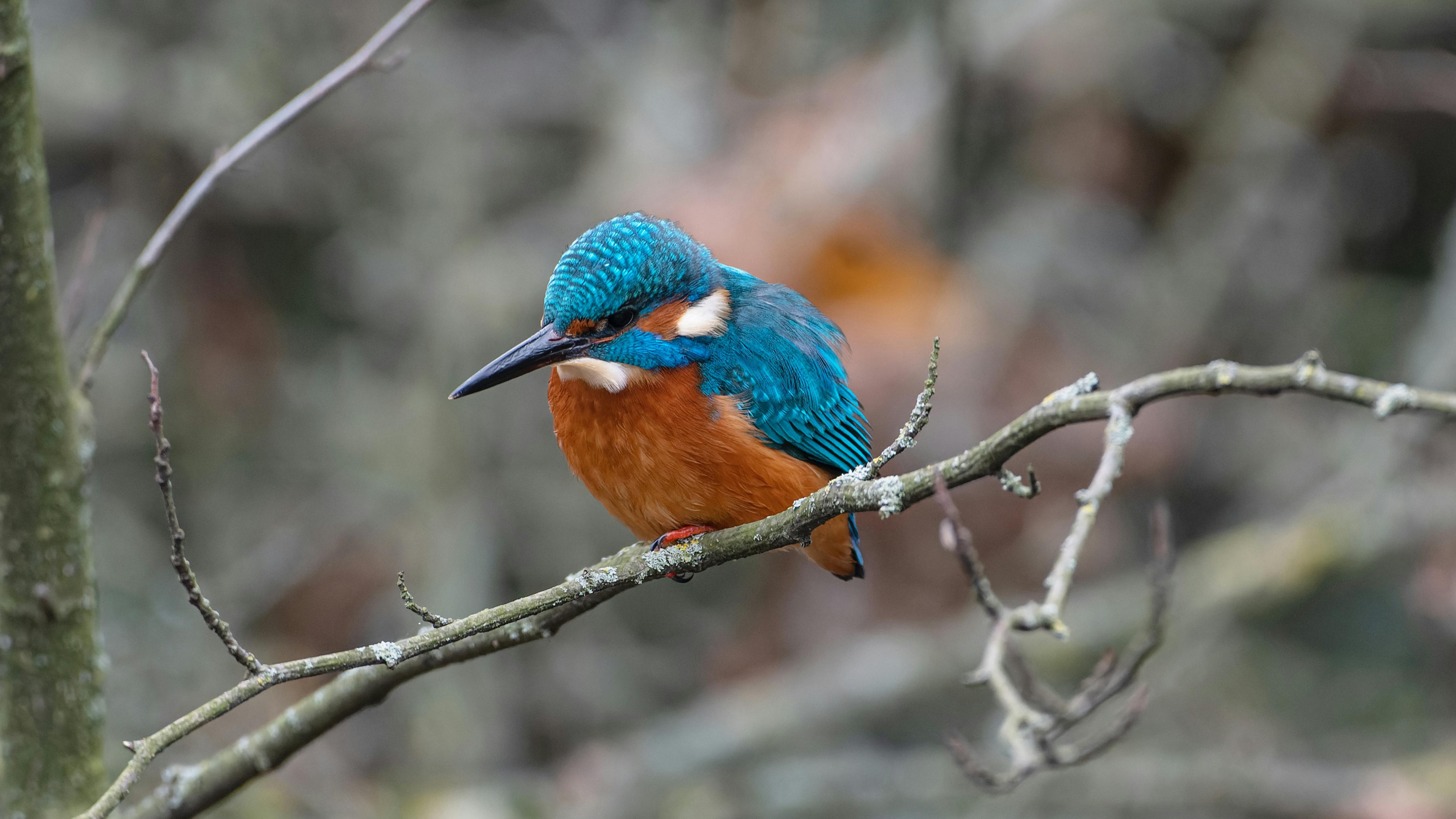 bird_07_14810089.jpg