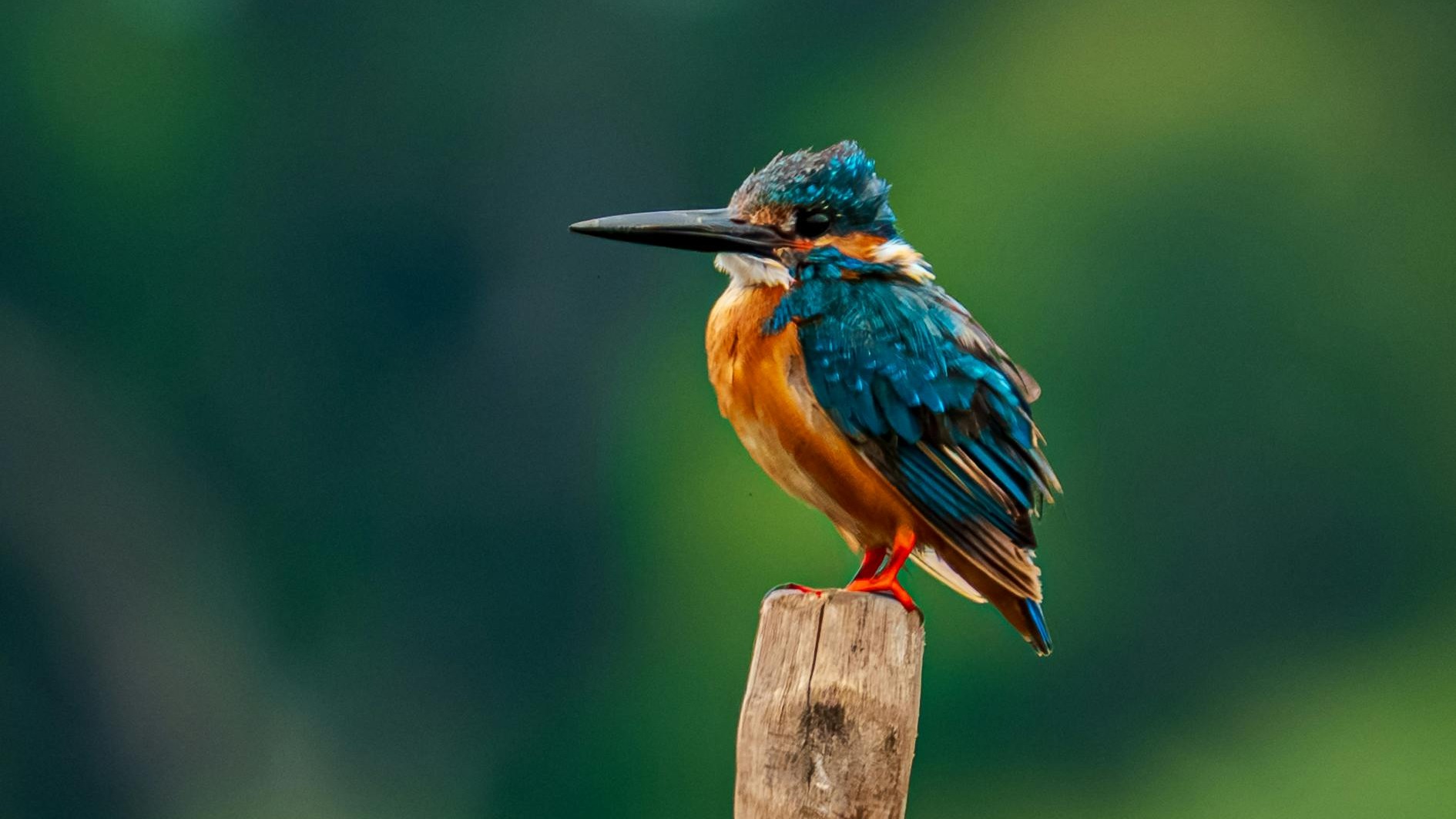 bird_14_36693931.jpg