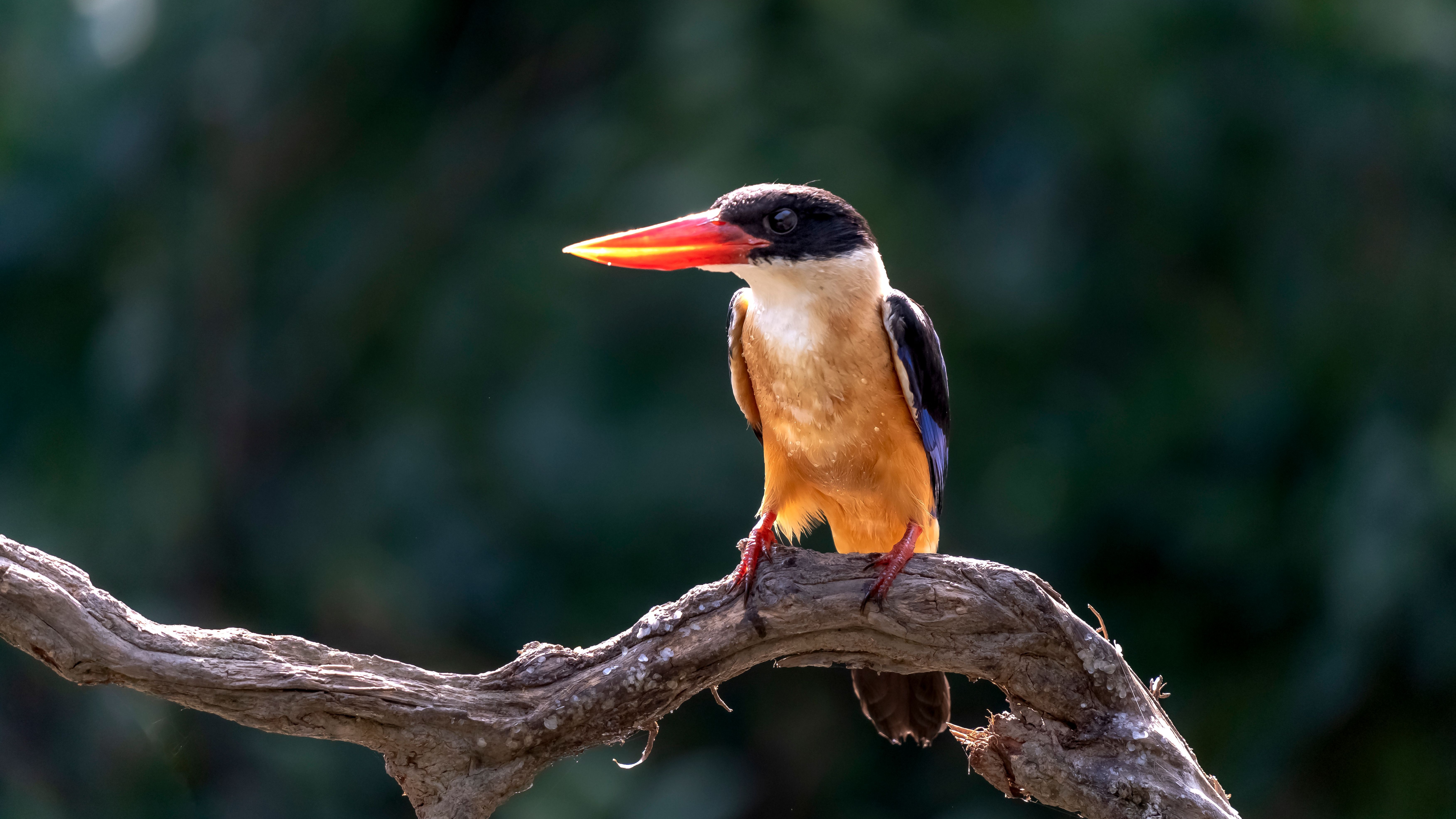 bird_13_30174929.jpg