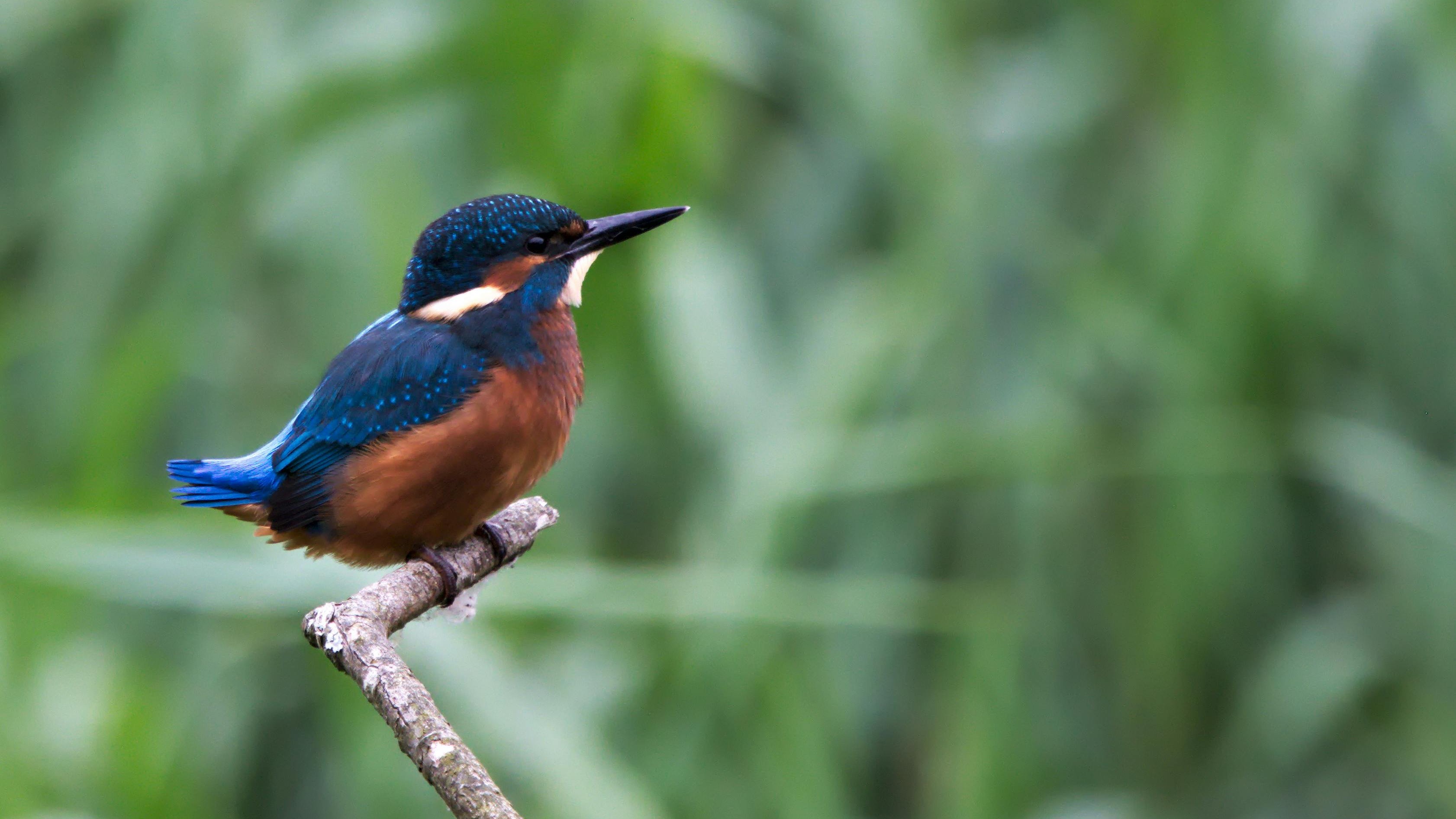 bird_18_32368842.jpg