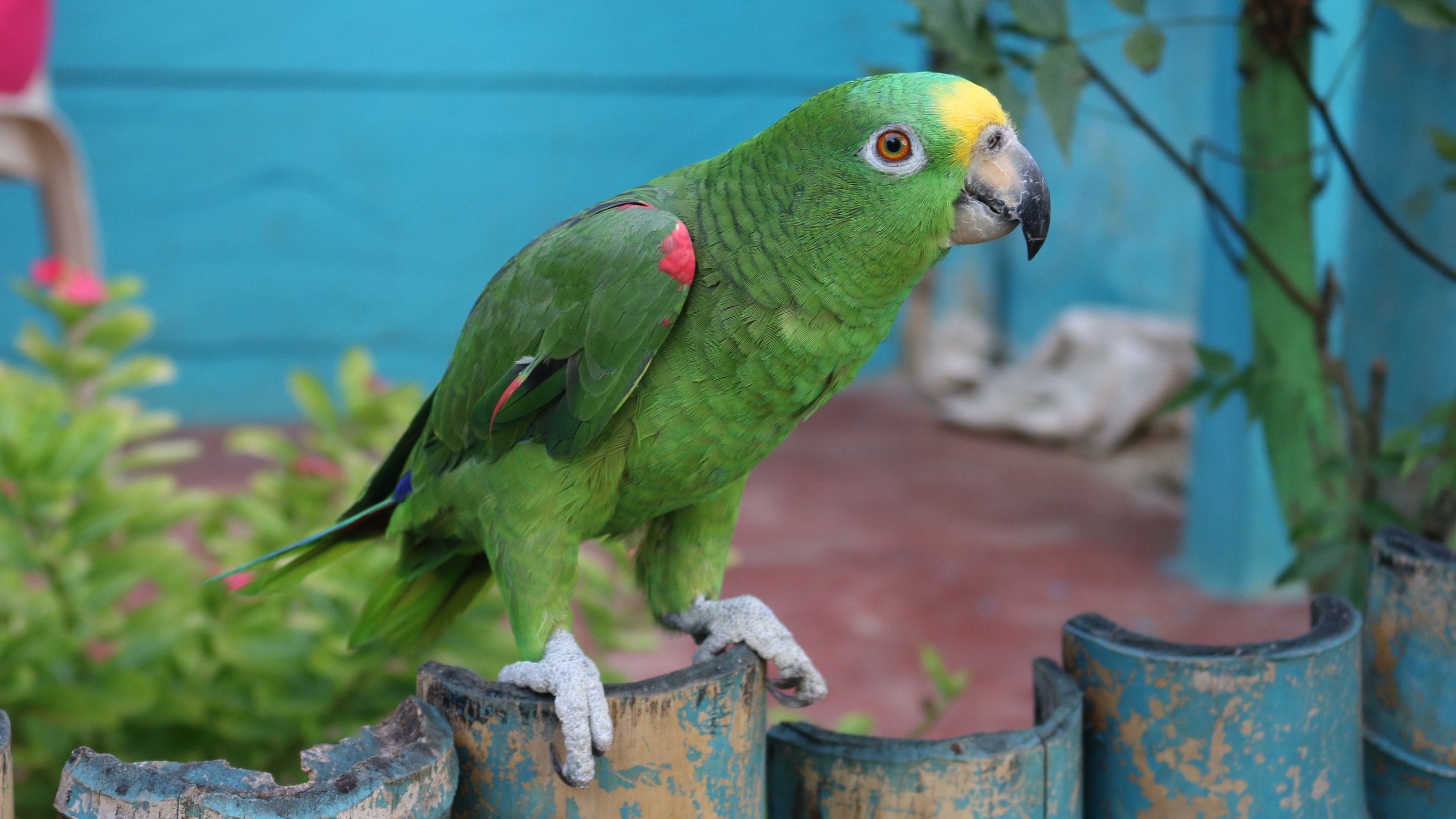 bird_21_14413302.jpg