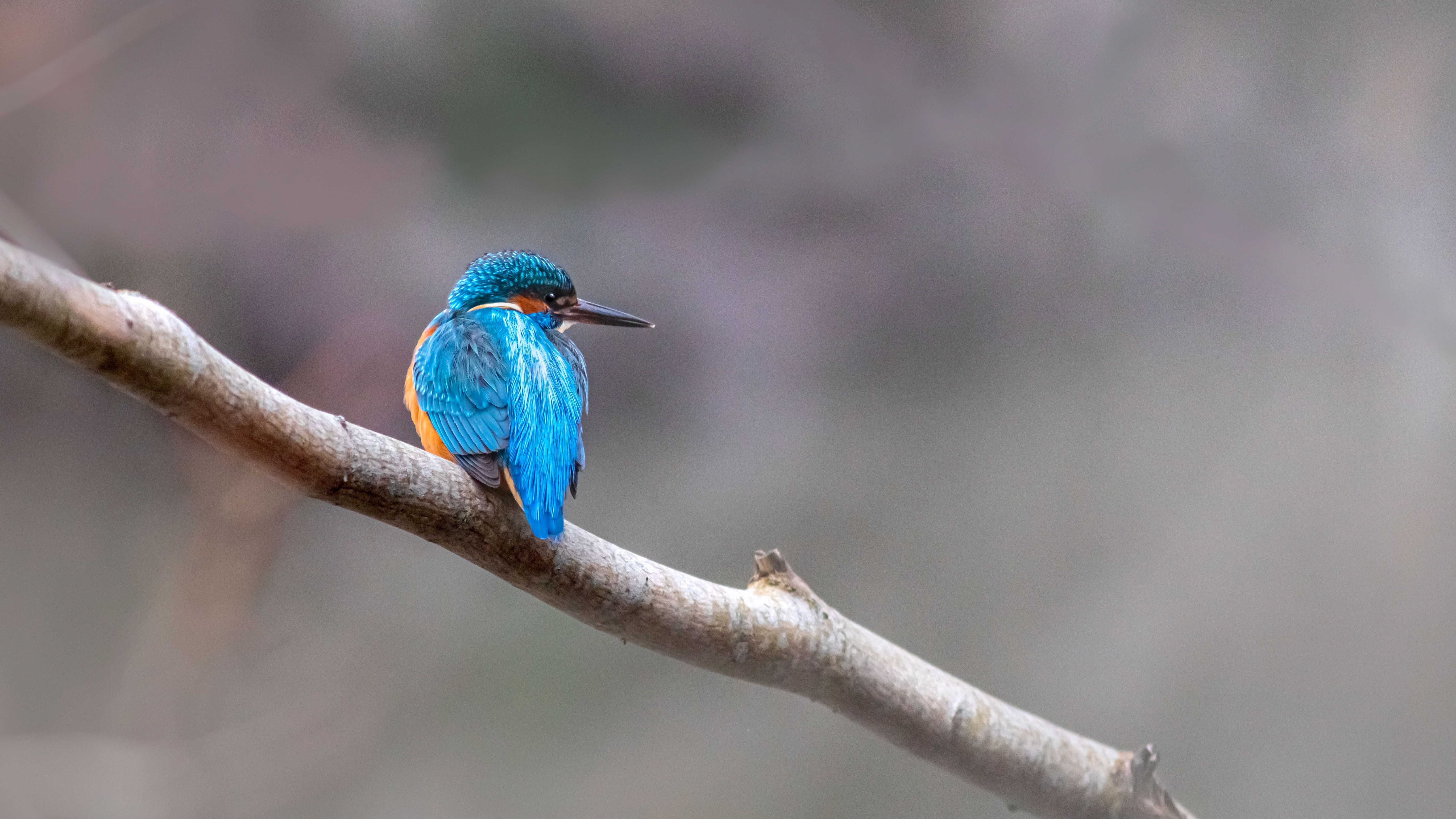 bird_04_11231886.jpg