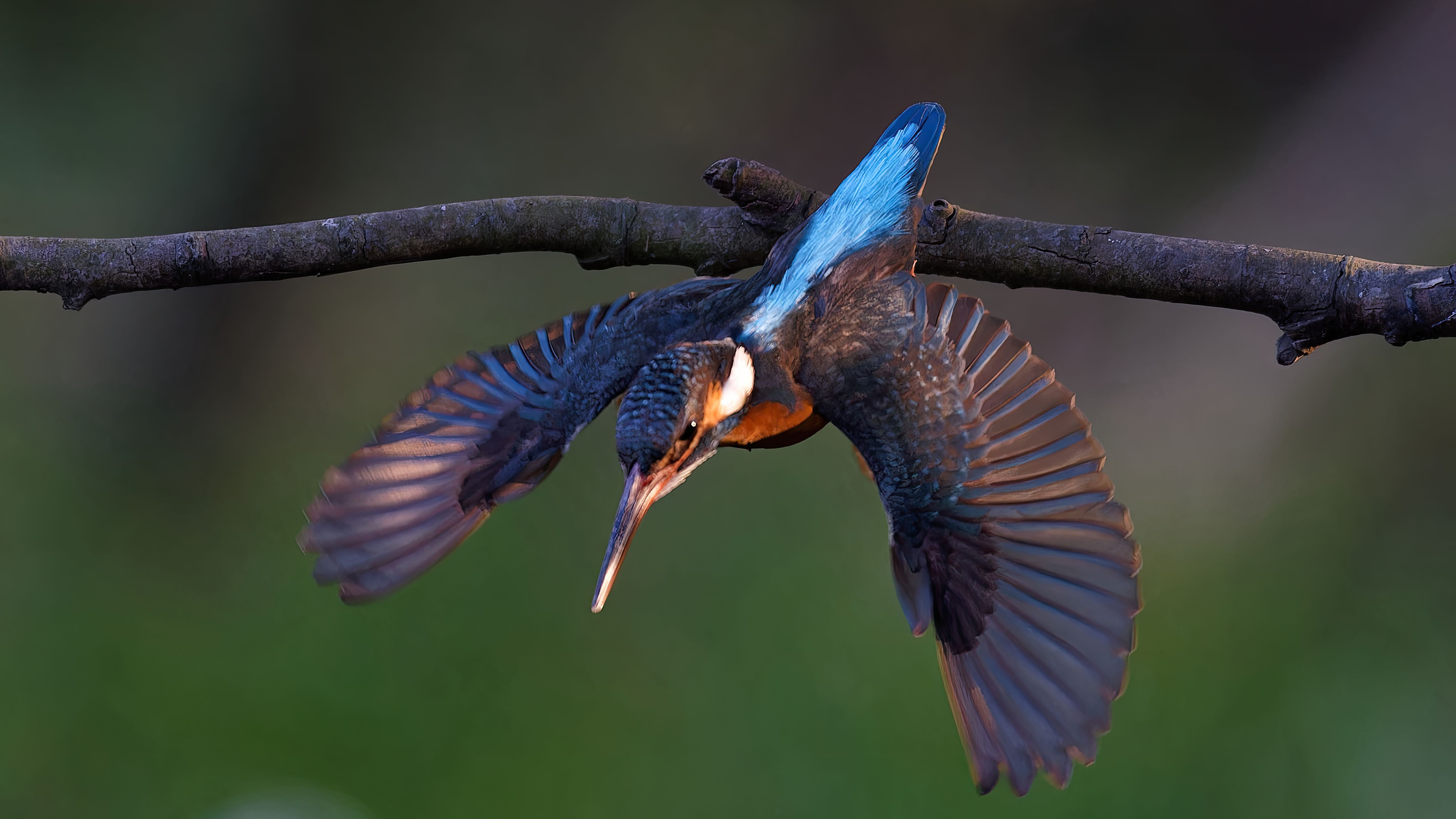 bird_15_16186707.jpg