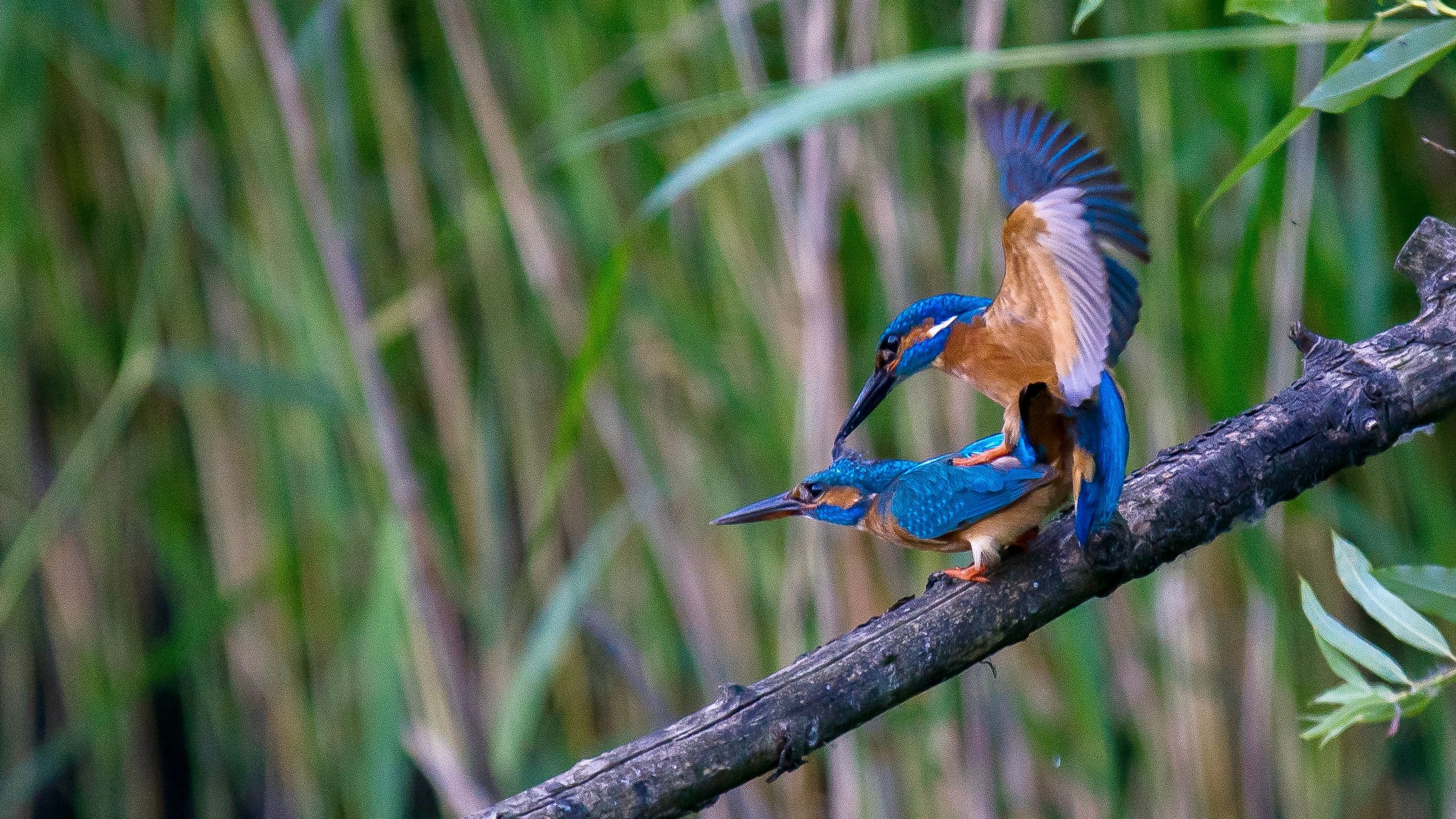 bird_11_31935513.jpg