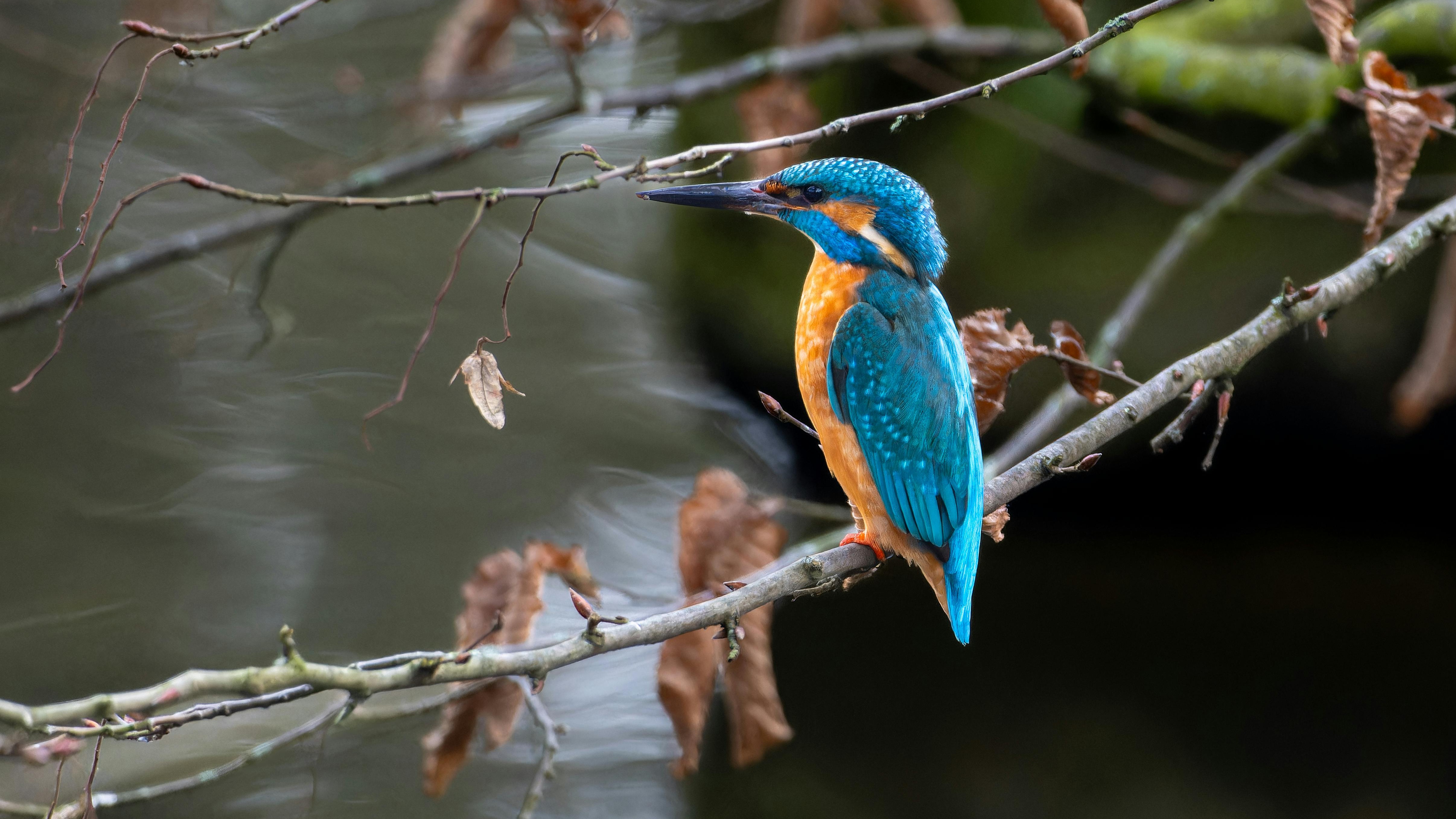 bird_02_20602552.jpg