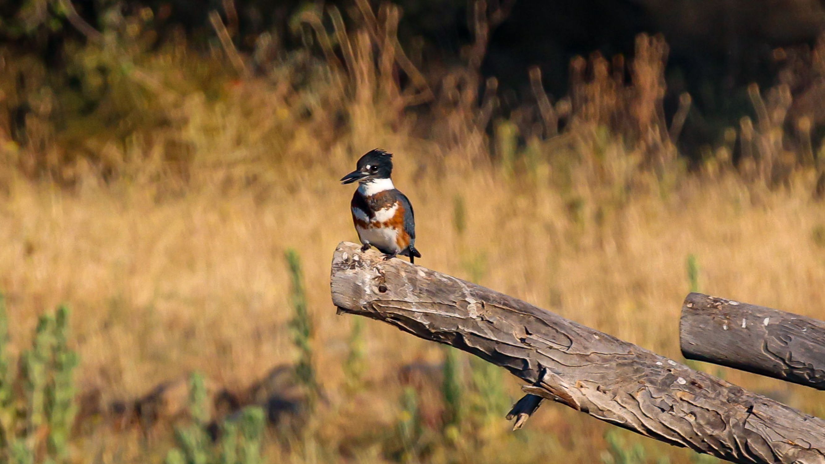 bird_01_27642121.jpg