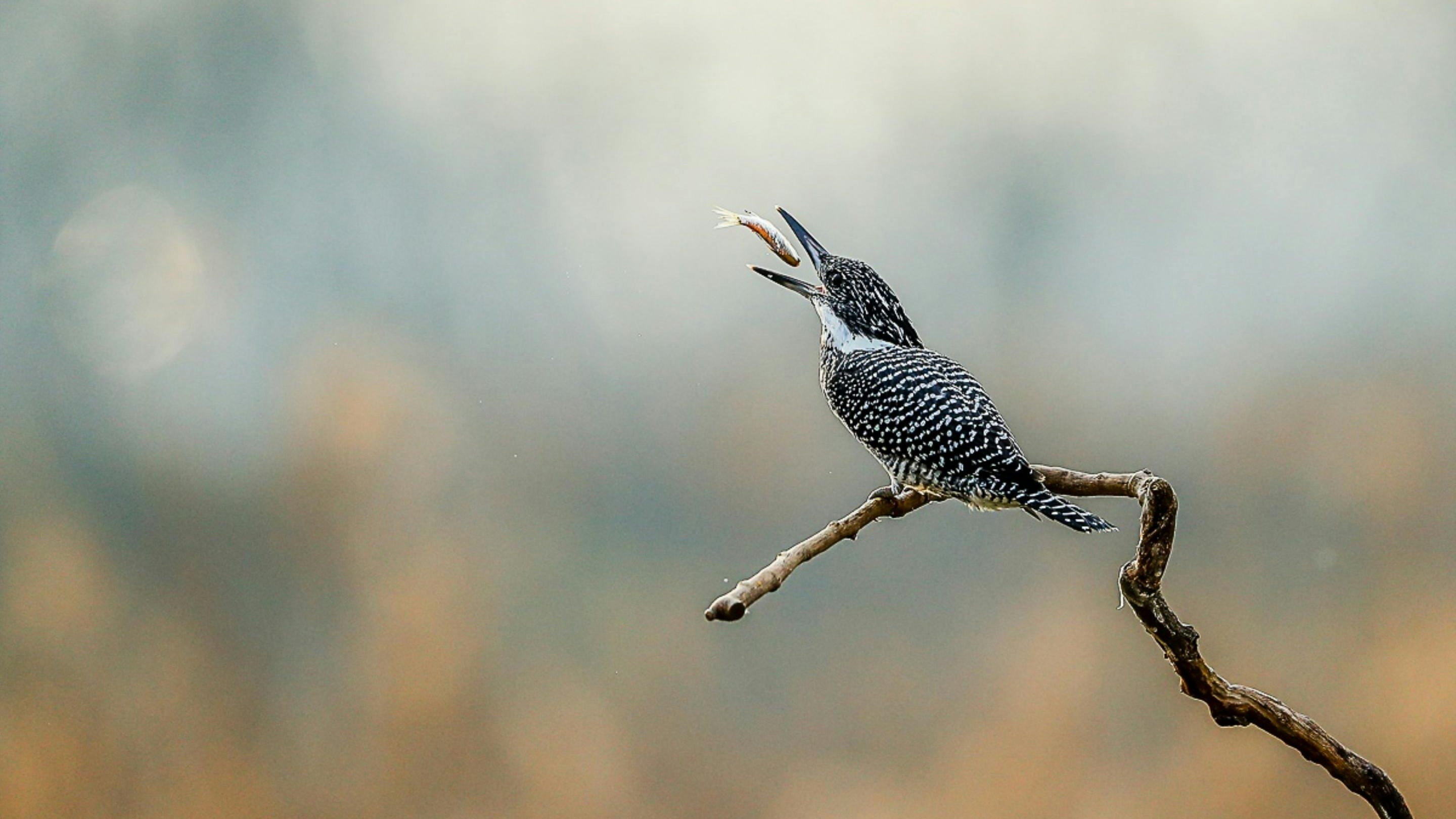 bird_17_4691710.jpg