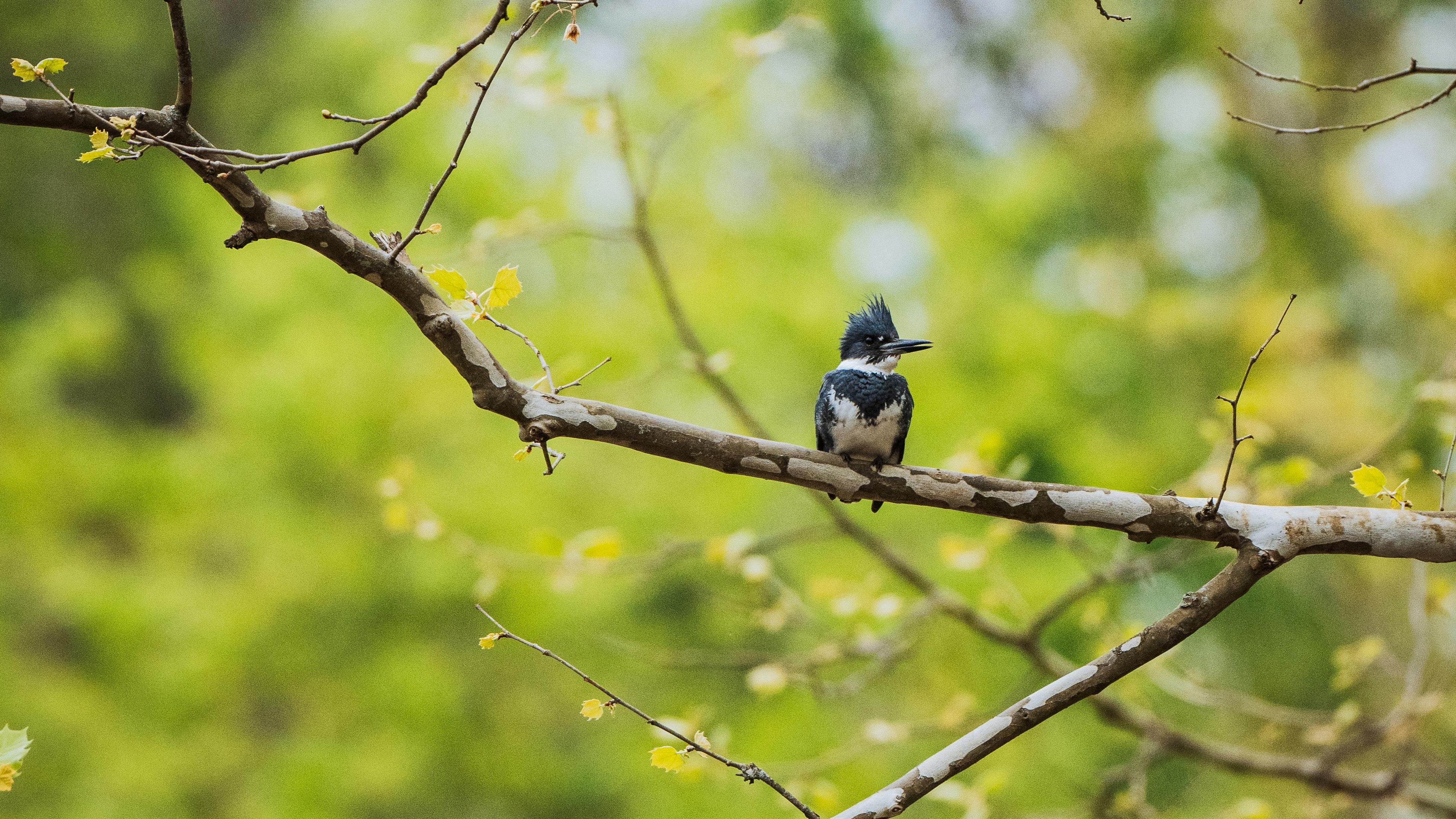 bird_09_37426203.jpg
