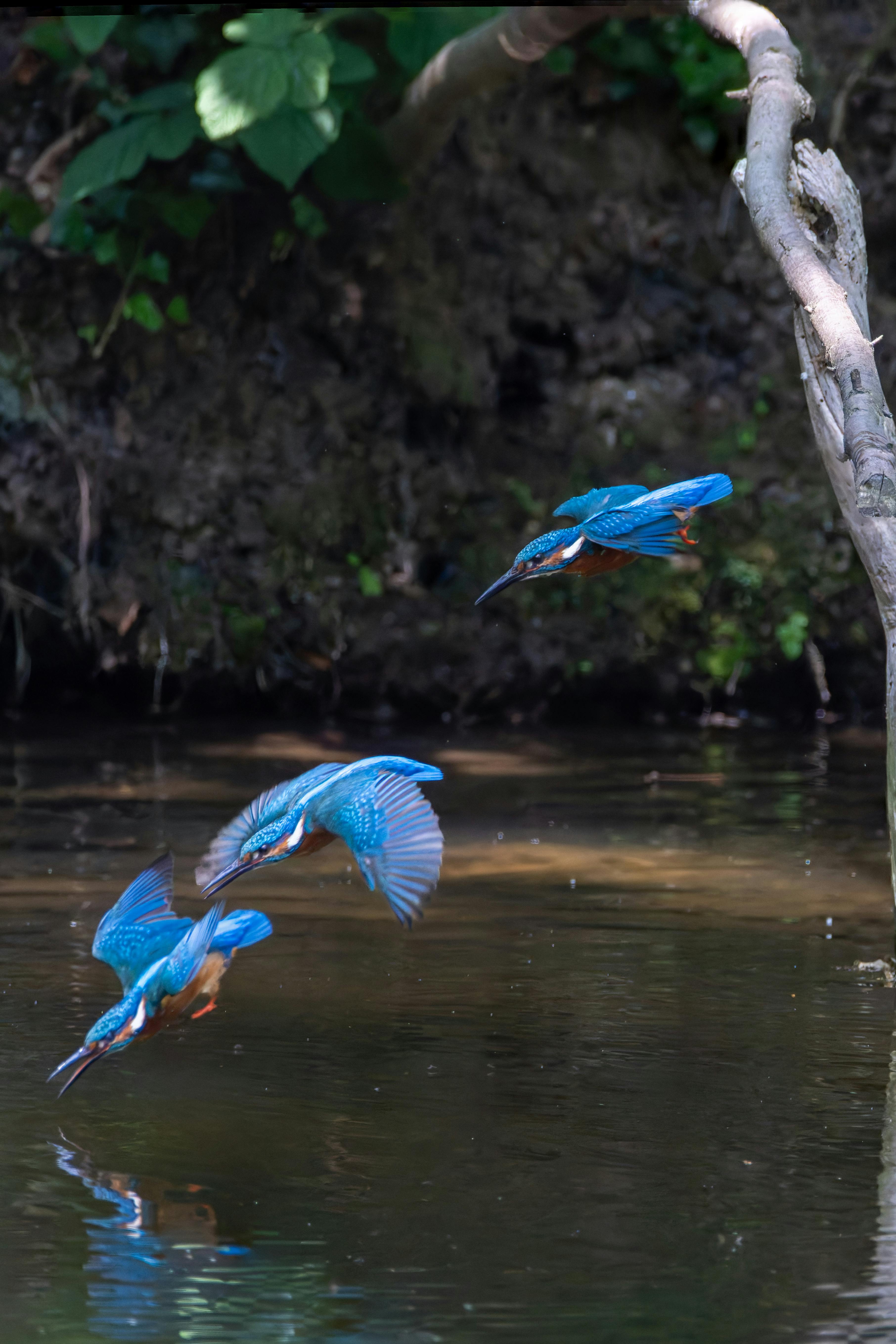 bird_19_32556104.jpg