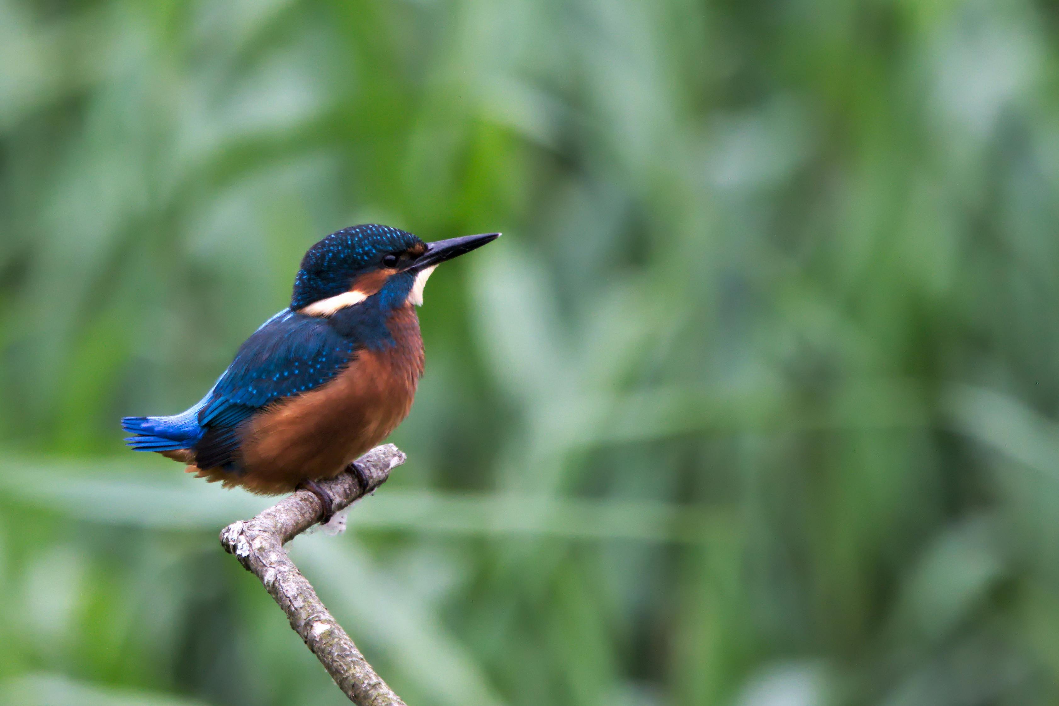 bird_18_32368842.jpg